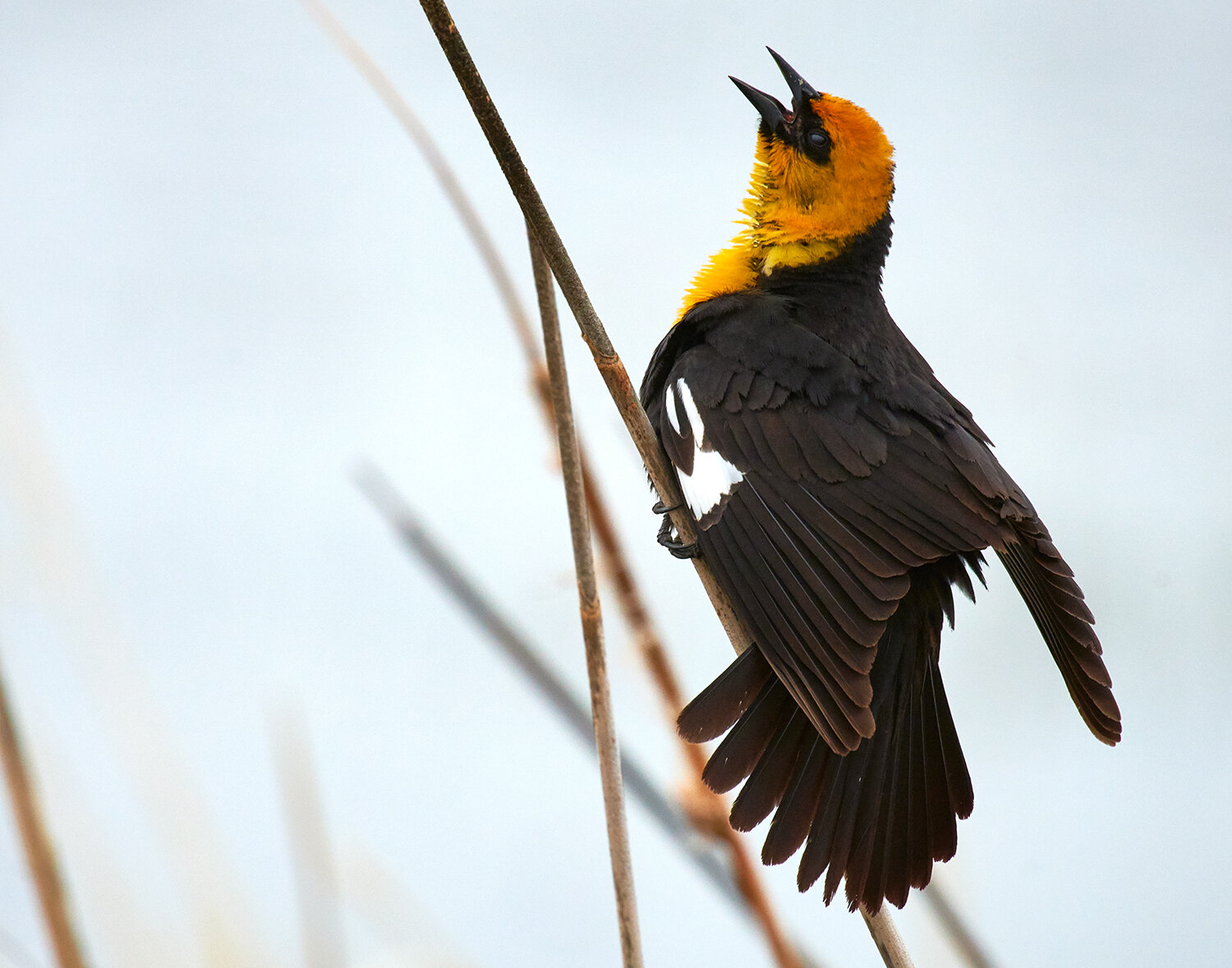 Yellow-headed Blackbird 2