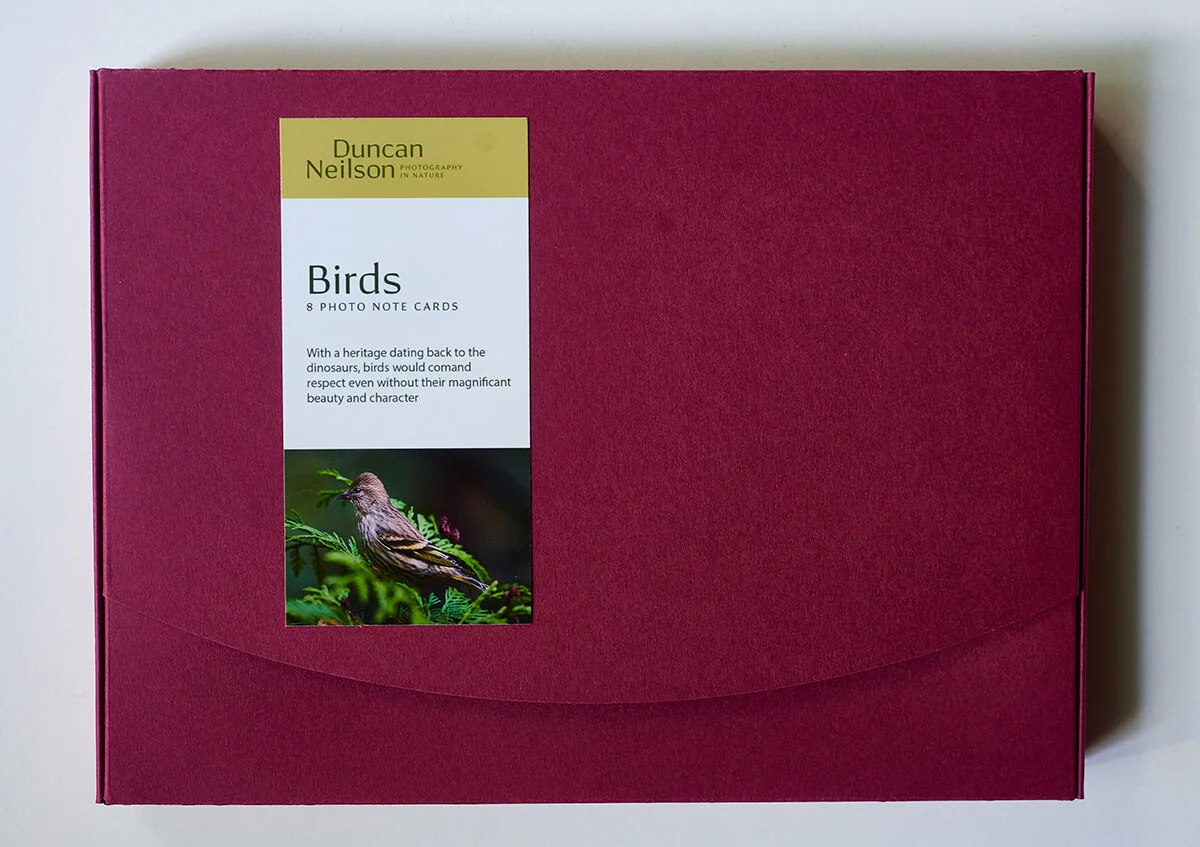 _DSC0838--BirdsJun-06-2021.jpg