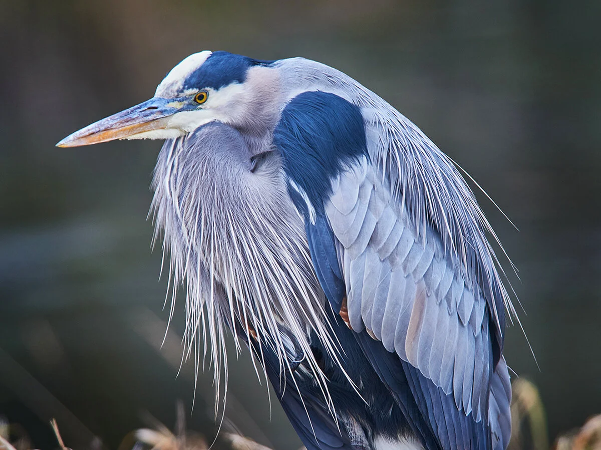 _DSC2015--Great-Blue-HeronJan-03-2015-1.jpg