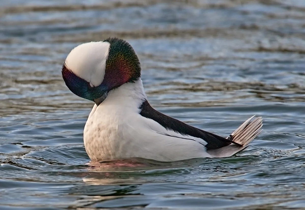 _DSC9101--Bufflehead-StrutJan-28-2012.jpg