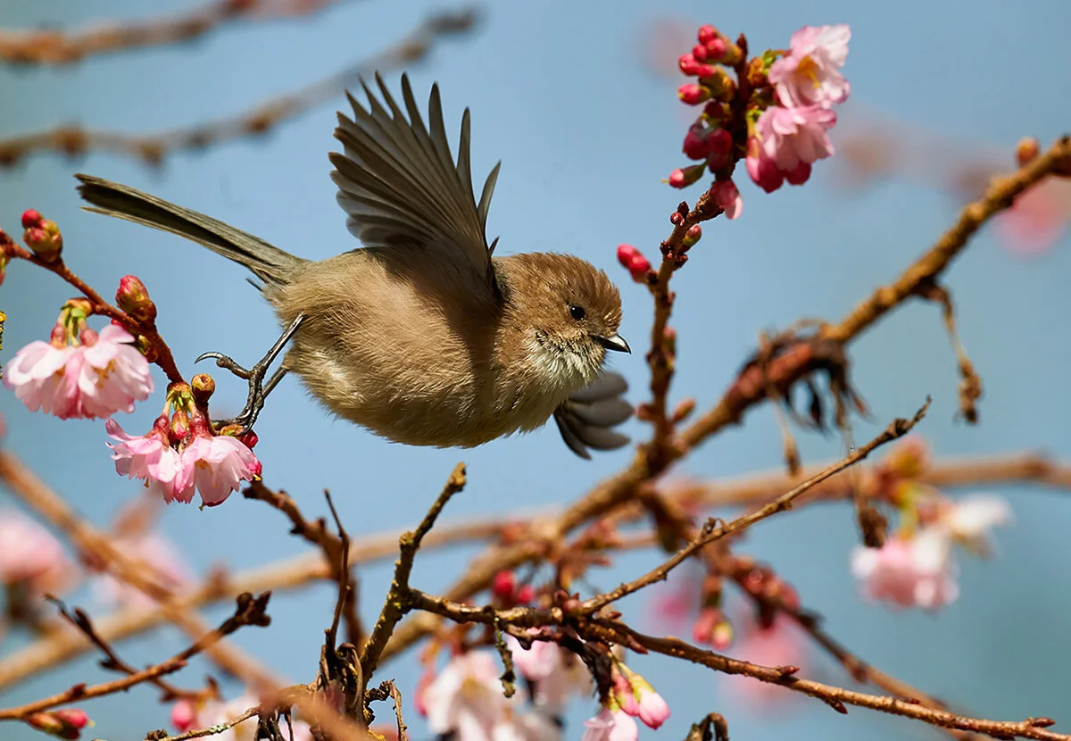 DSC_1517--Bushtit-flightFeb-05-2021.jpg