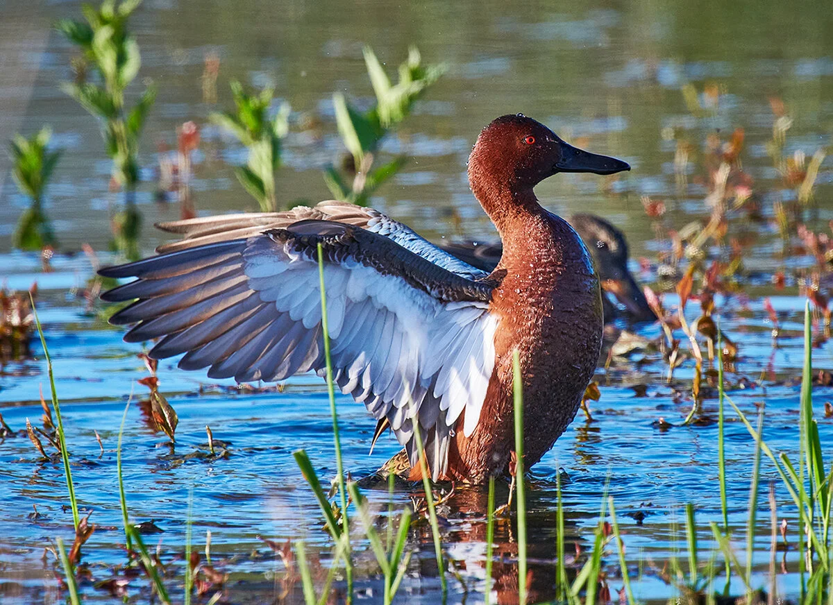 DSC_4307--Cinnamon-TealApr-21-2018.jpg
