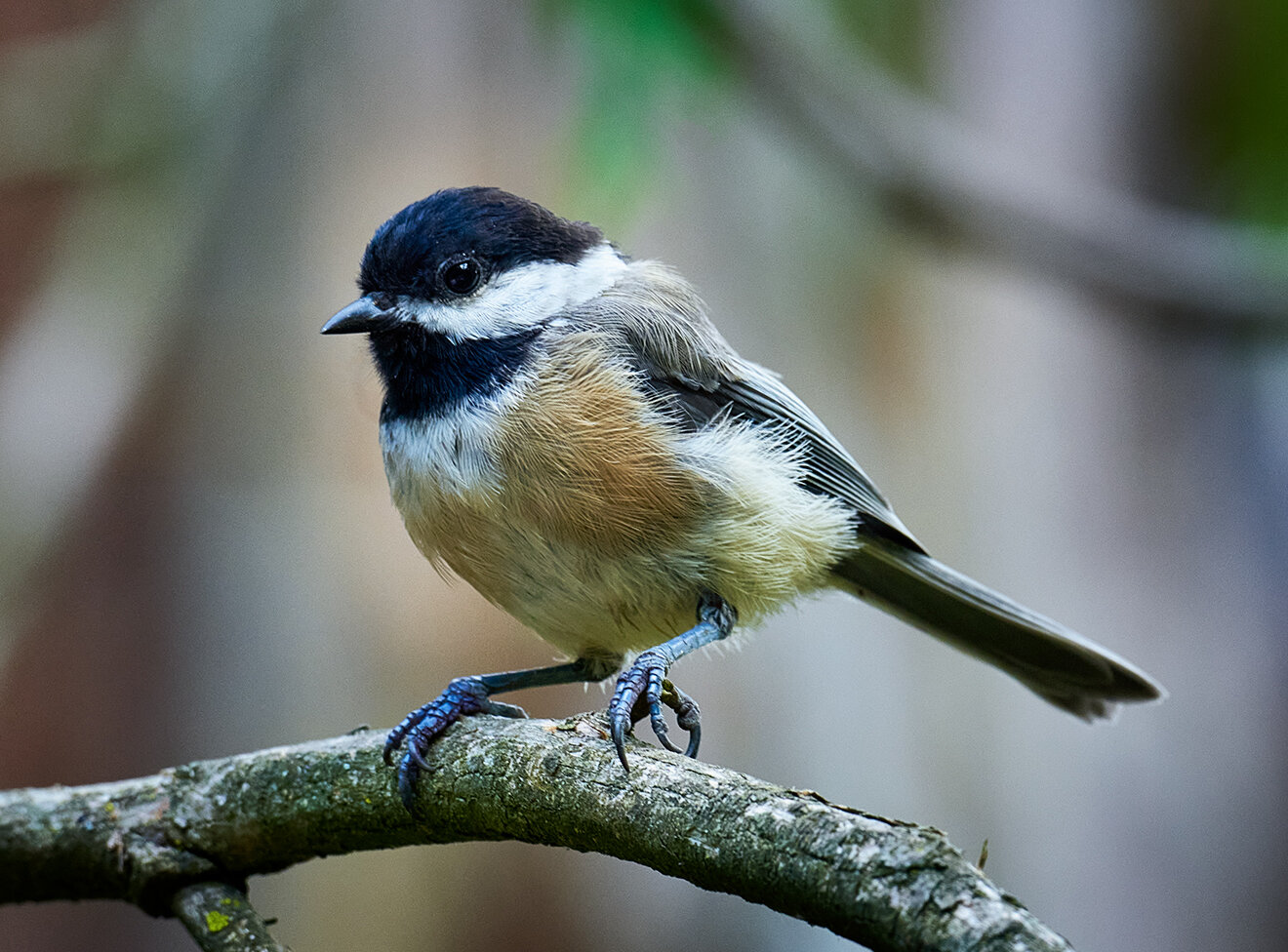 DSC_2313Black-capped-Chickadee.jpg