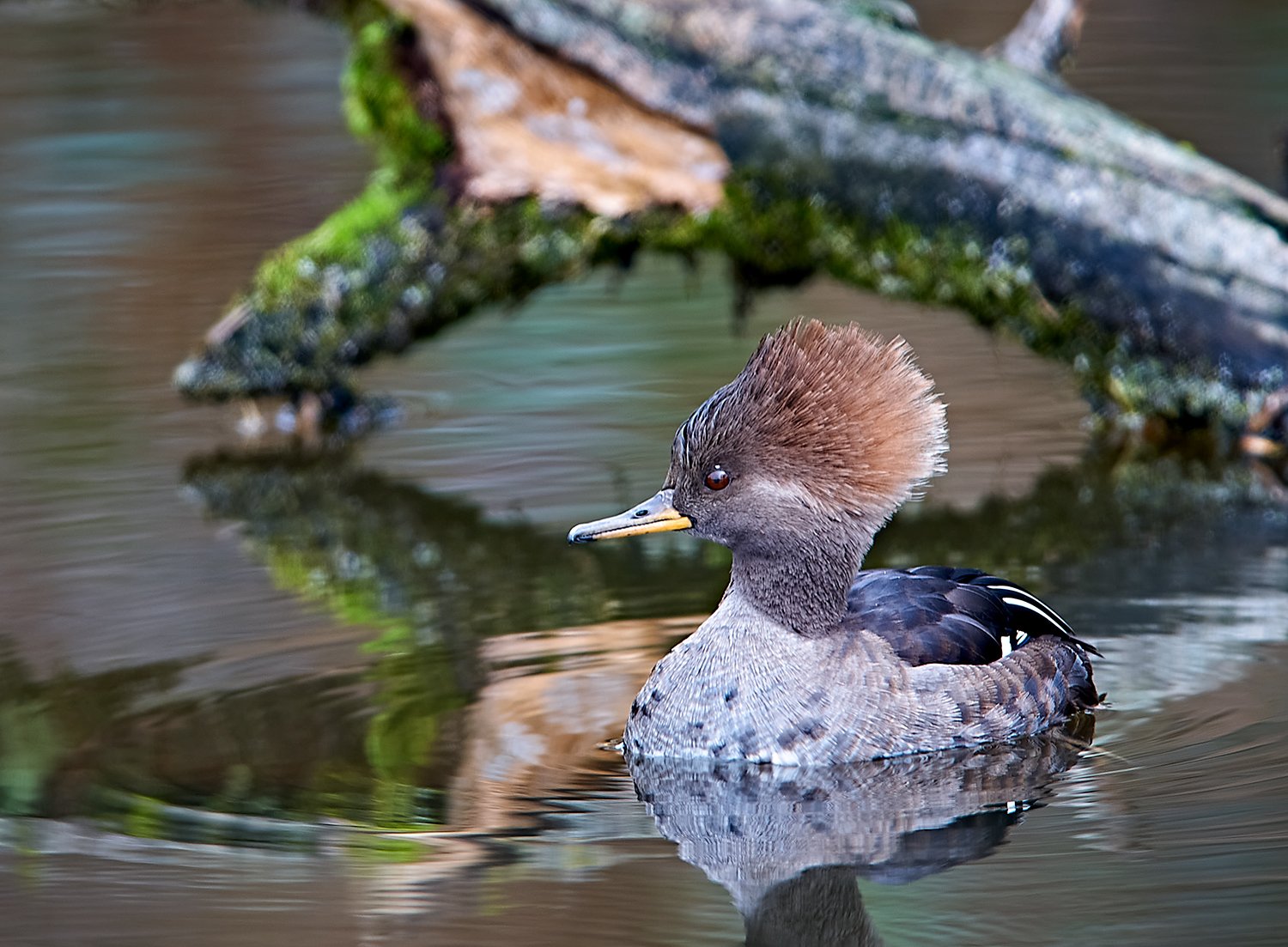 Hooded Merganser Female