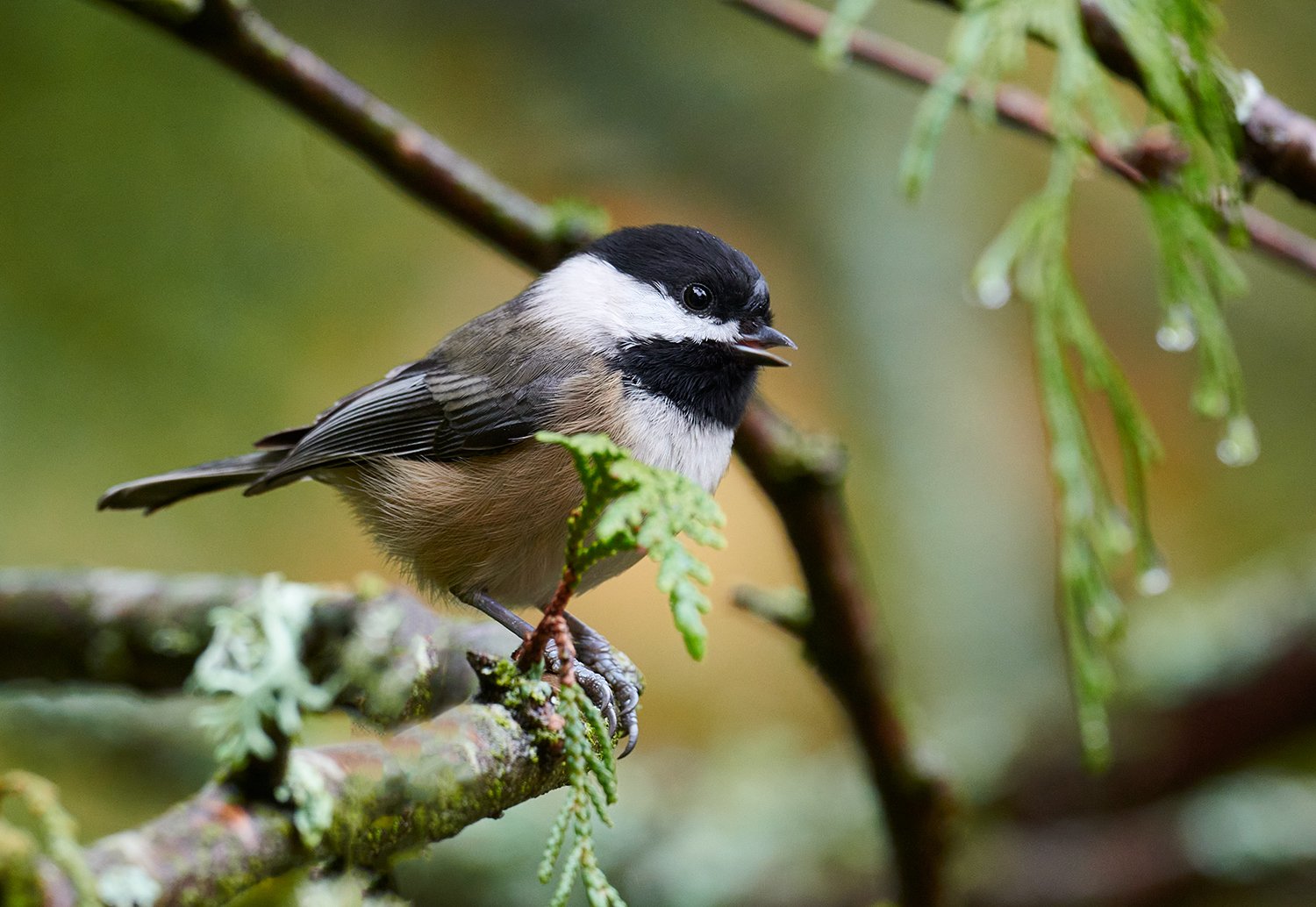 Black-capped Chickadee