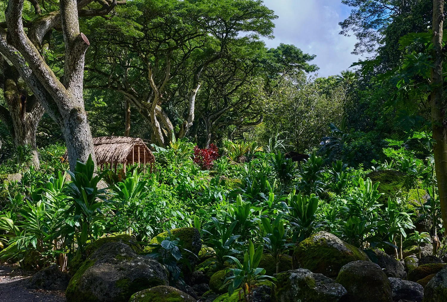 Oahu Forests--on the trail to Waimea Falls