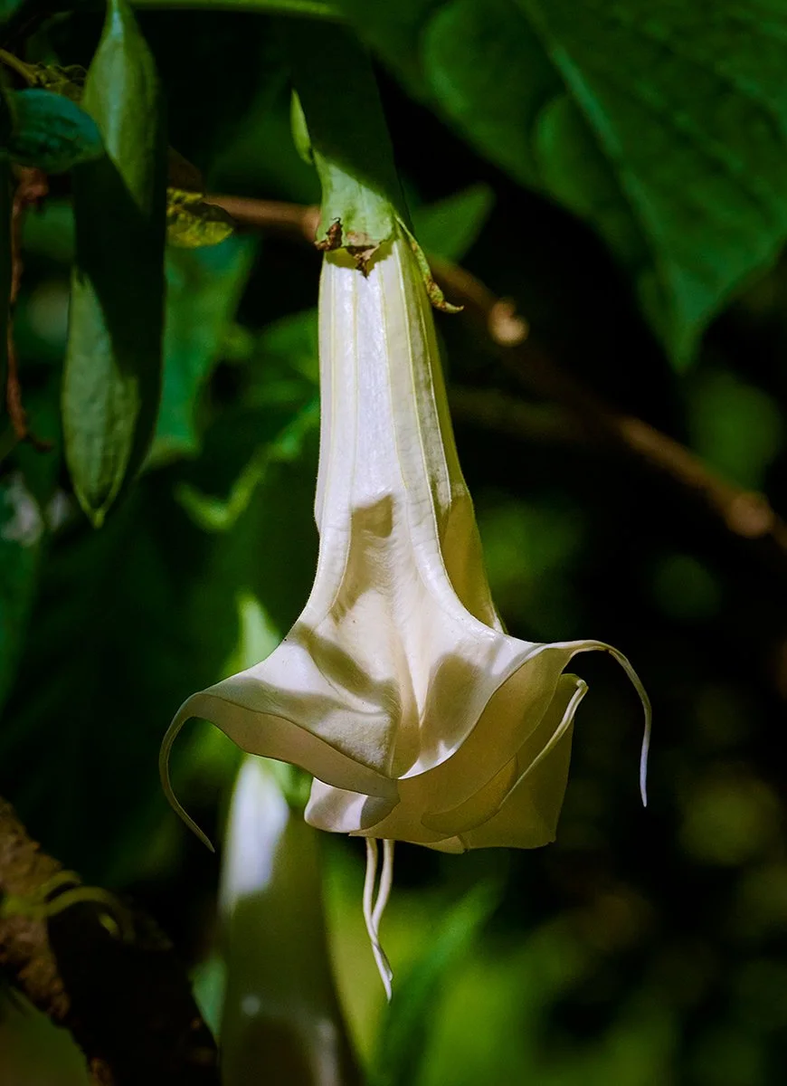 Angel's-Trumpet_DSC2135_Jan-07-2022_Hawaii-Jan-2022.jpg