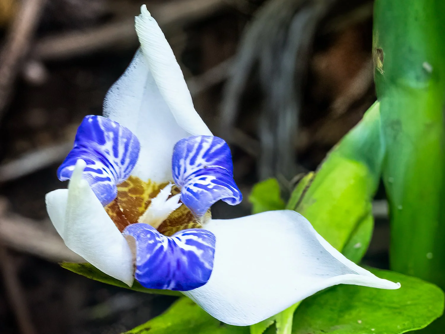 Flag-Iris.jpg