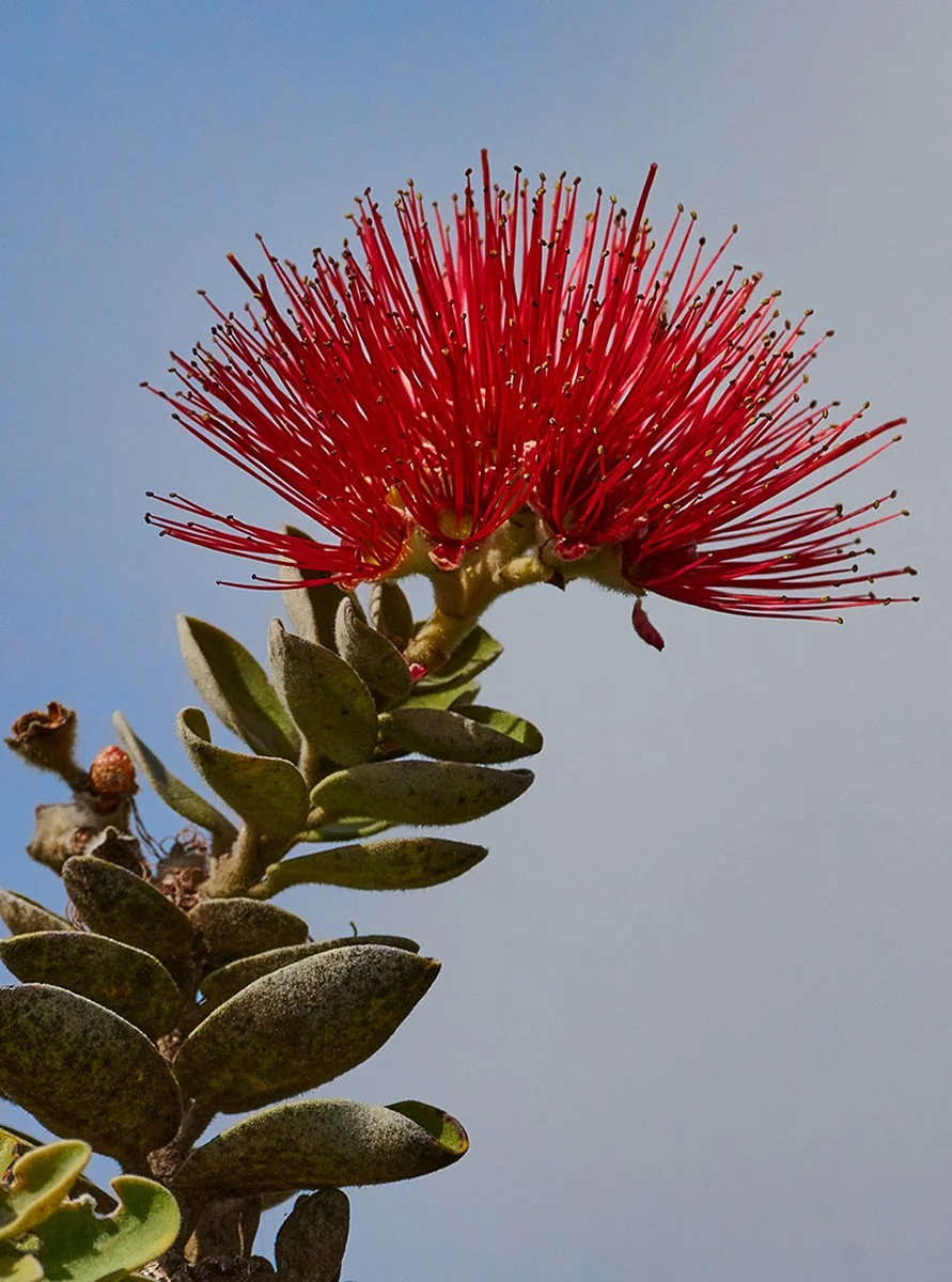 Ohia-flower__DSC3249_Jan-15-2022_Hawaii-Jan-2022.jpg