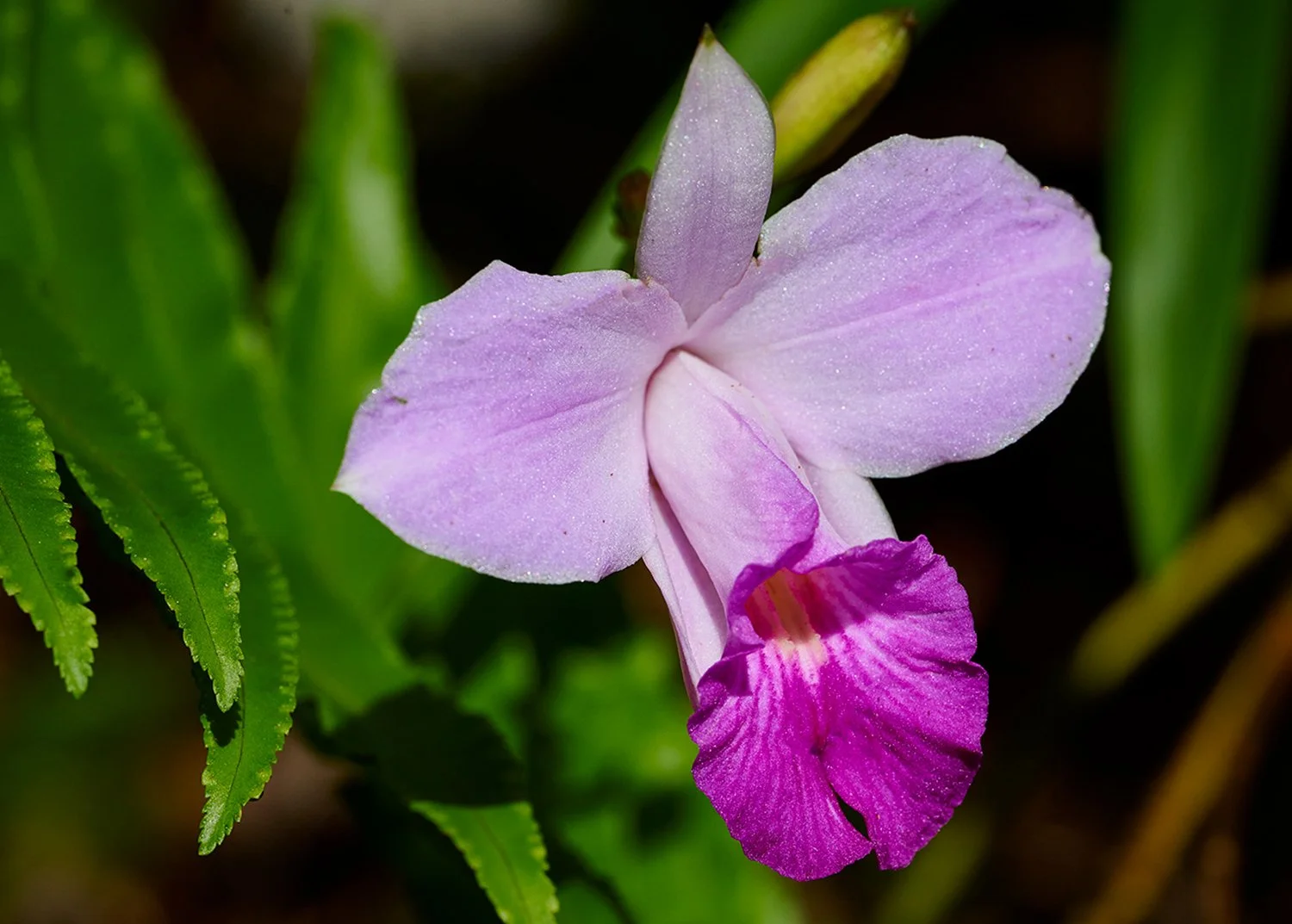 Orchid-at-tree-cast-park2022-01-13-20.03.jpg