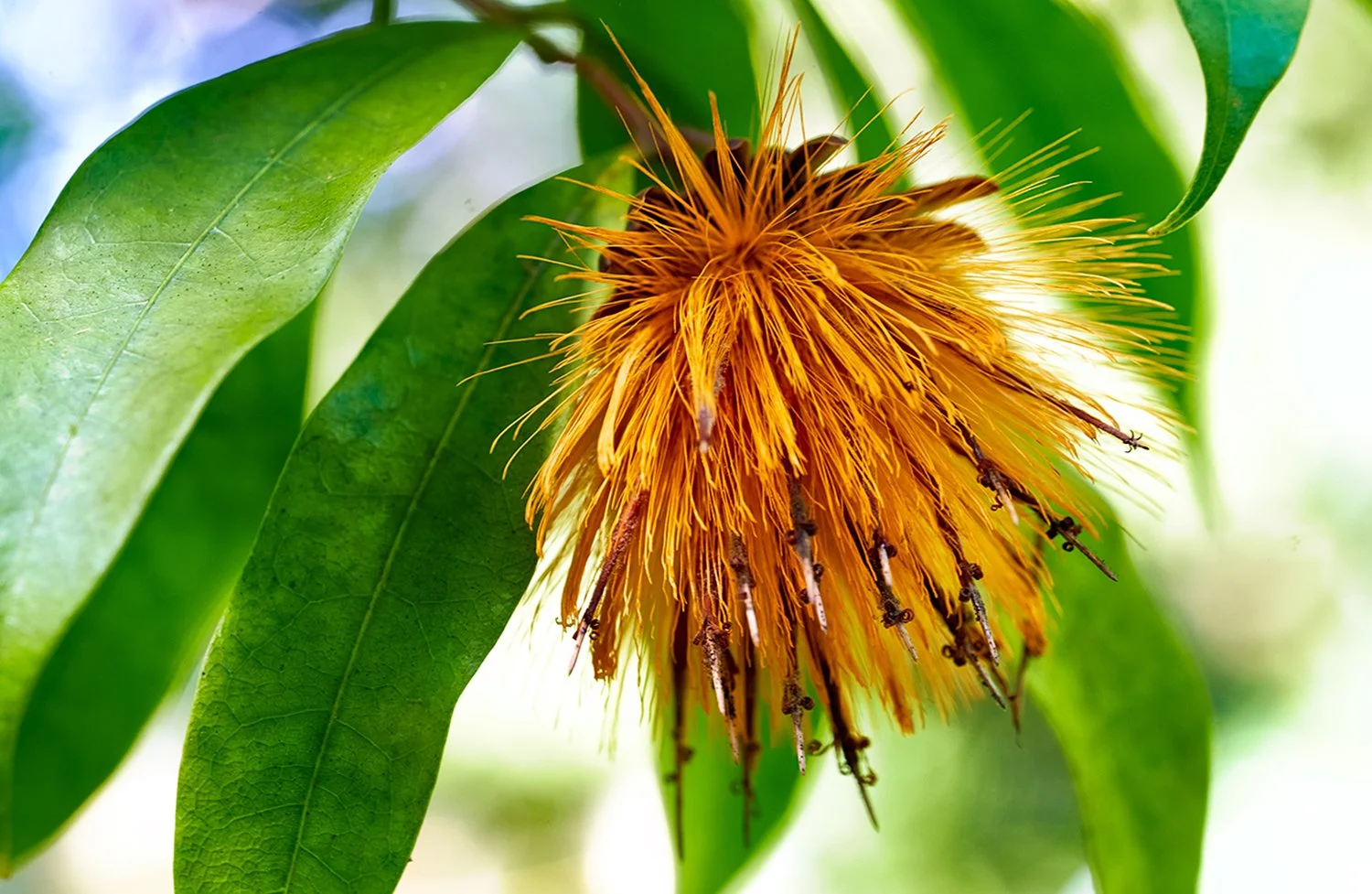 Stifftia-chrysantha_DSC2111_Jan-07-2022_Hawaii.jpg