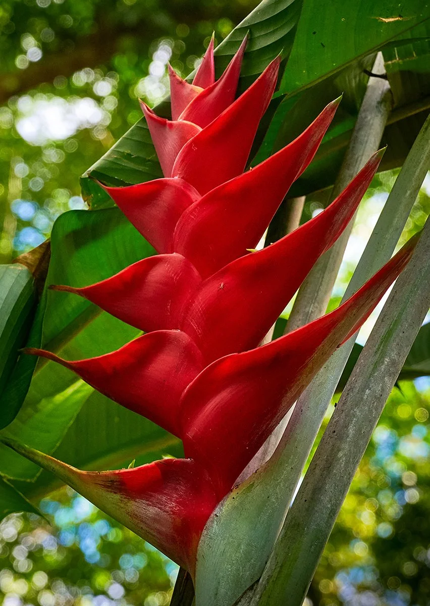 Wild-plantain-_DSC2060_Jan-07-2022_Hawaii-Jan-2022crop.jpg