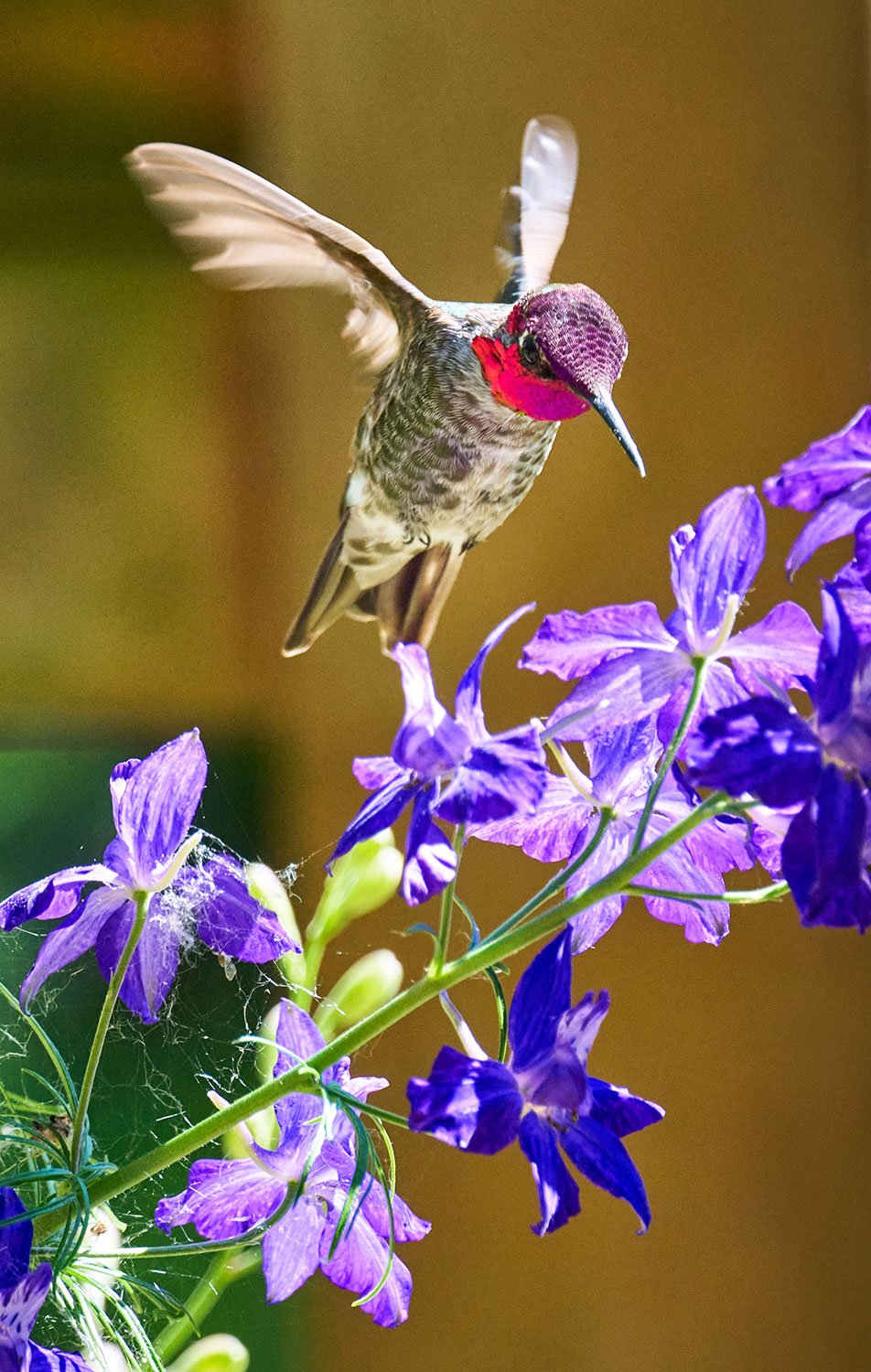 Anna's Hummingbird