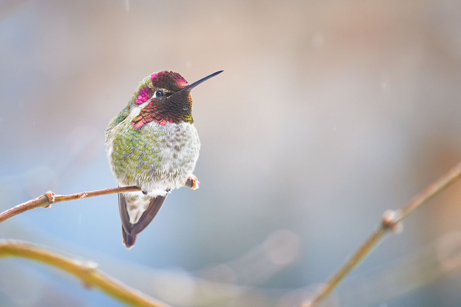 Anna's Hummingbird 2