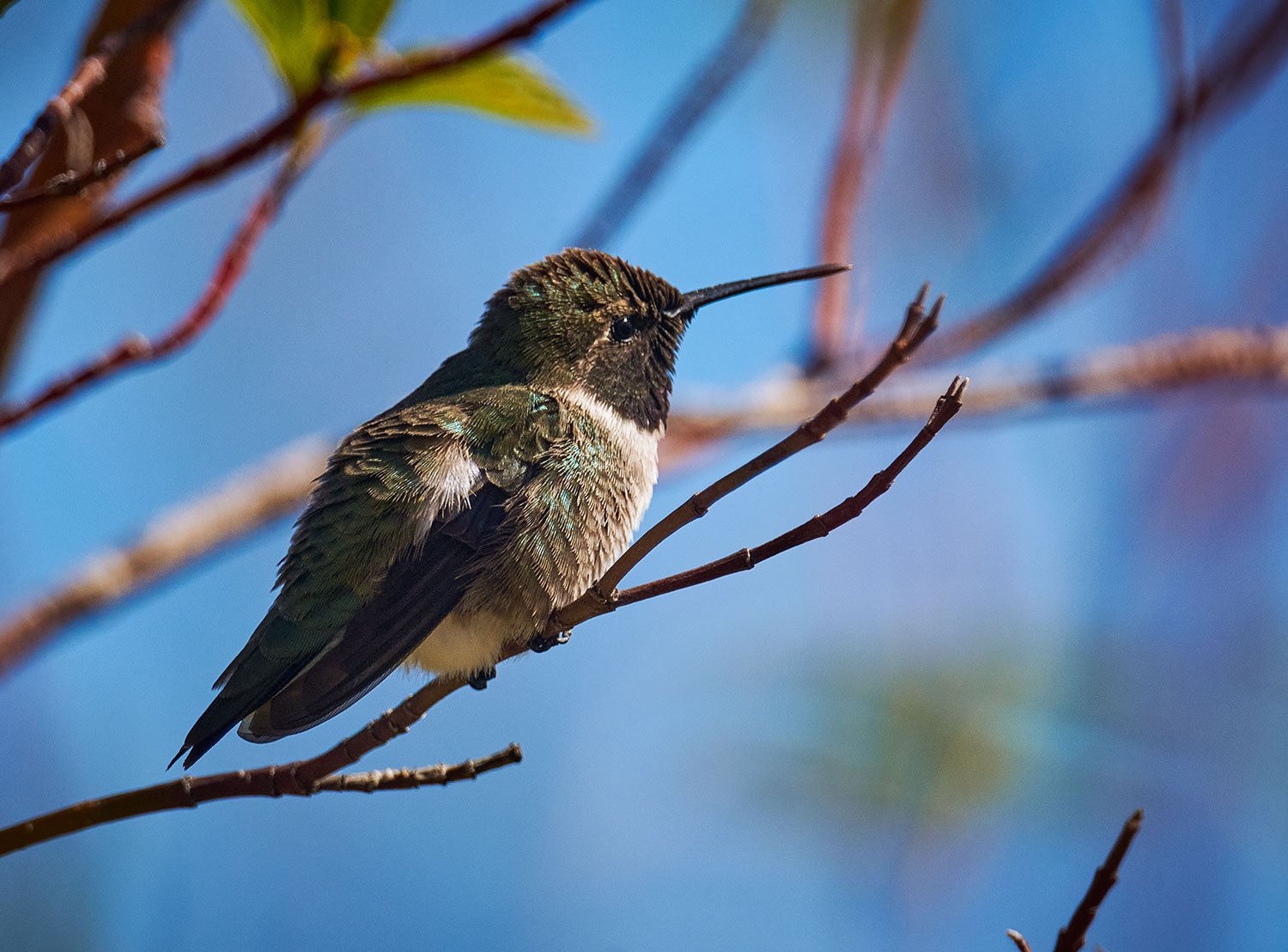 Black-chinned Hummingbird 2