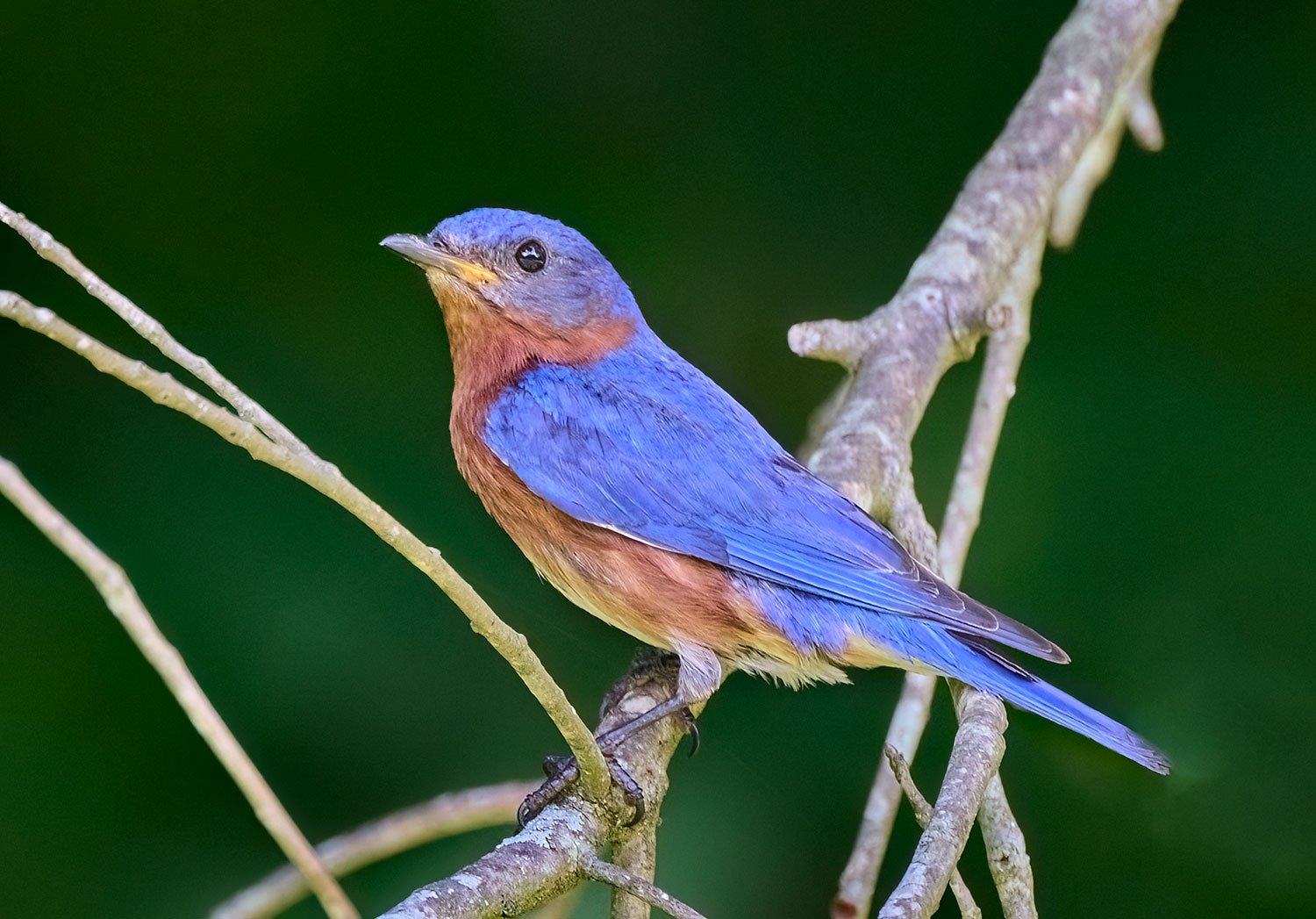 Eastern Bluebird