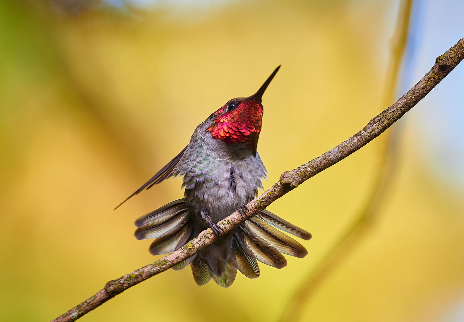 Anna's Hummingbird Display