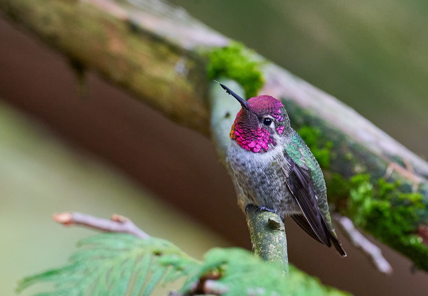Anna's Hummingbird 3
