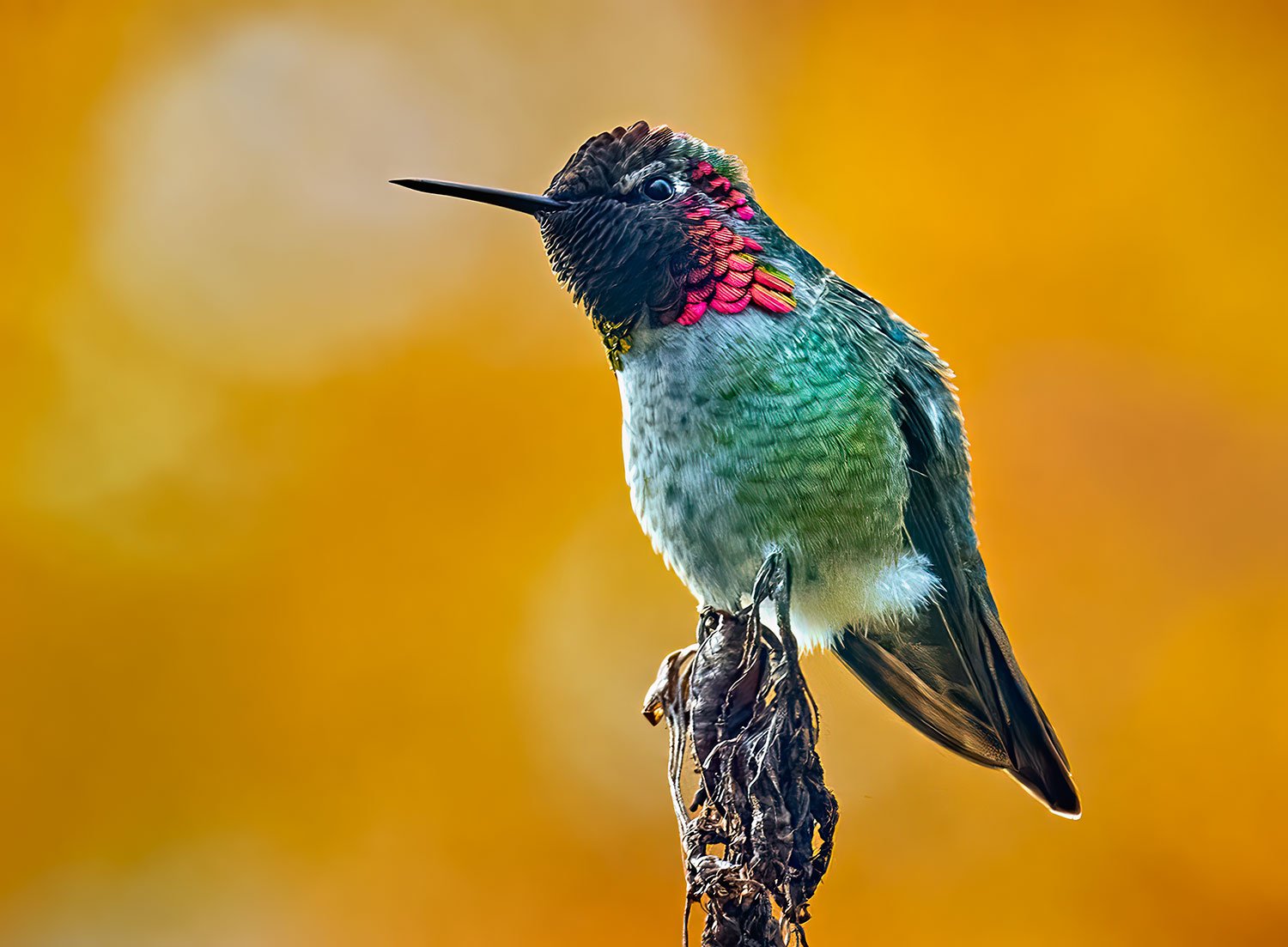Anna's Hummingbird 4