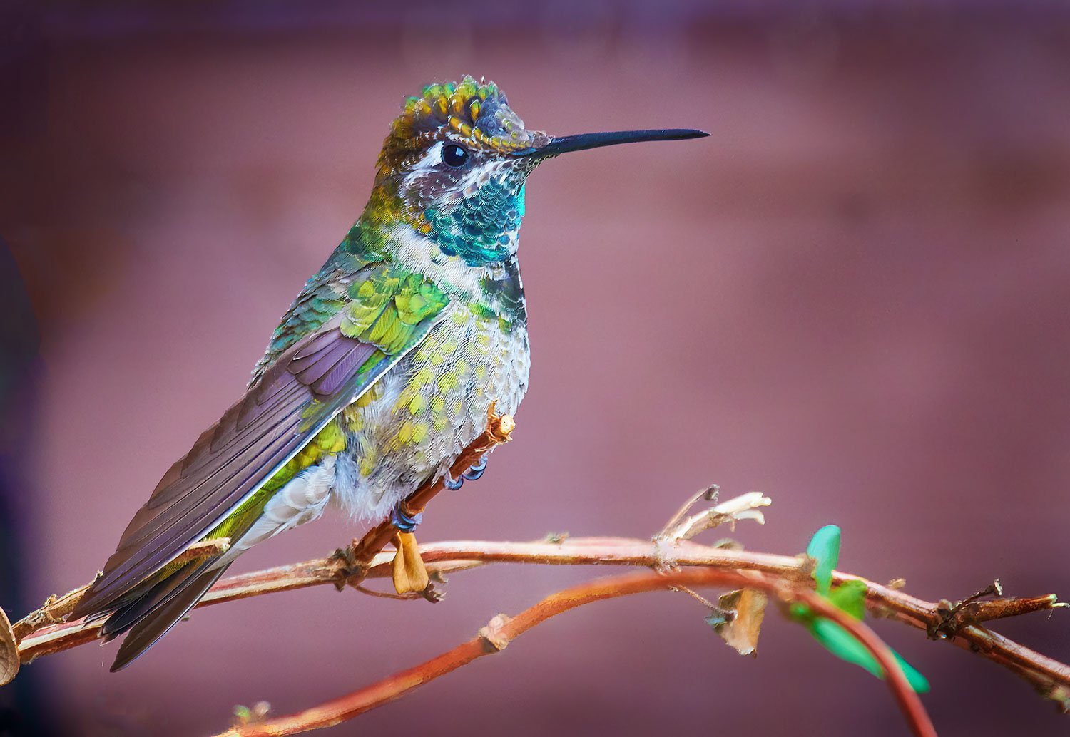 Riovoli's (Magnificent) Hummingbird