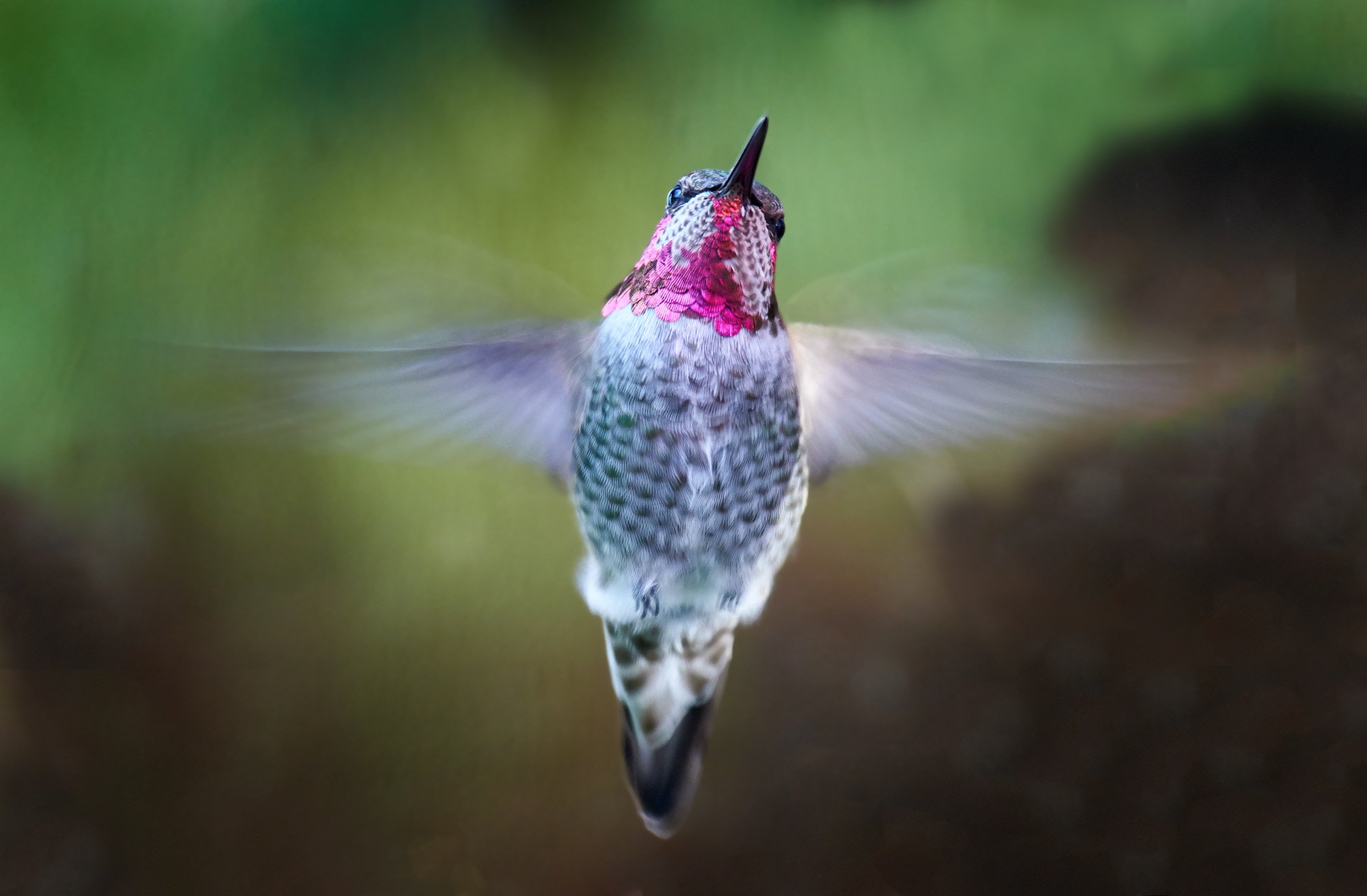 Anna's Hummingbird Flight