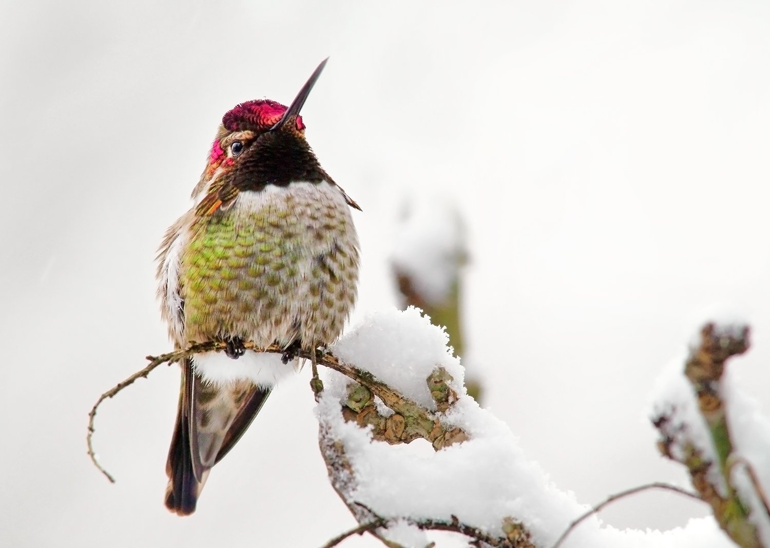Anna's Hummingbird in Snow