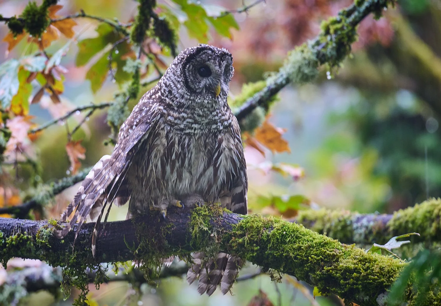 Barred Owl Bathing in the Rain