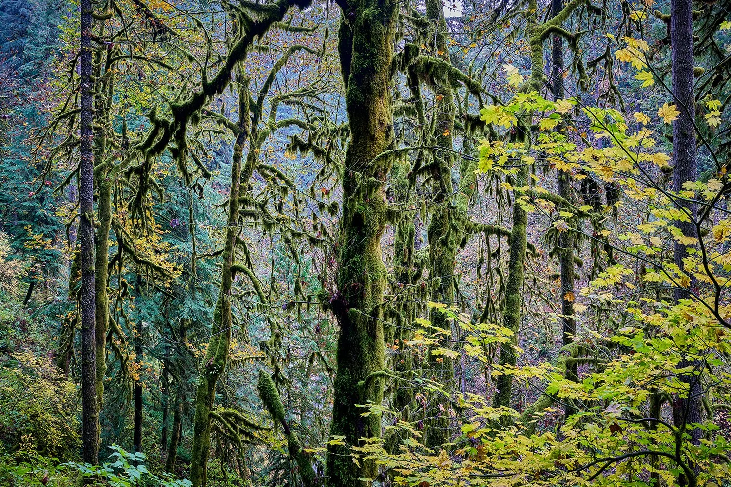 Silver Falls State Park, Oregon Autumn