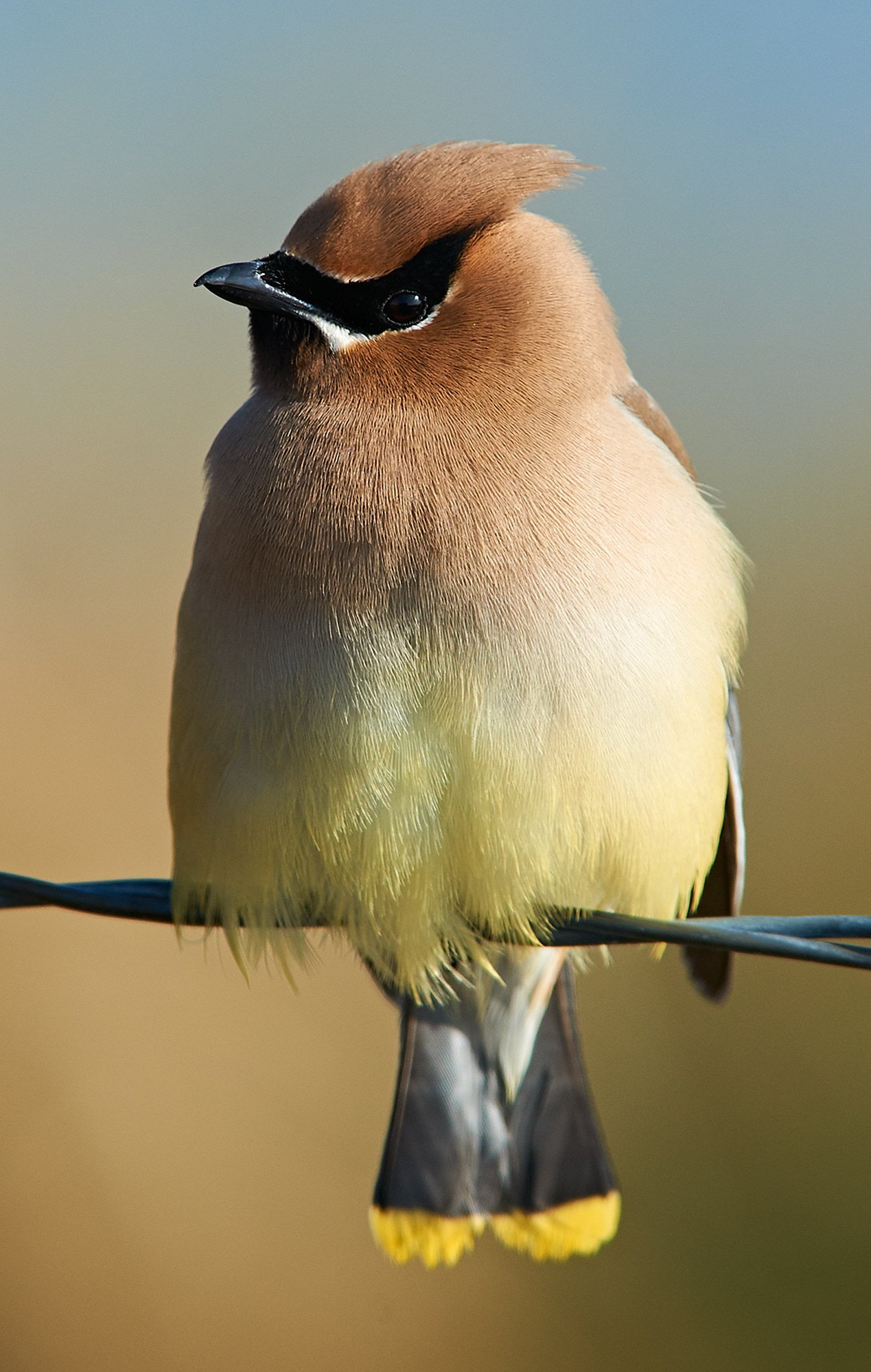 Cedar Waxwing