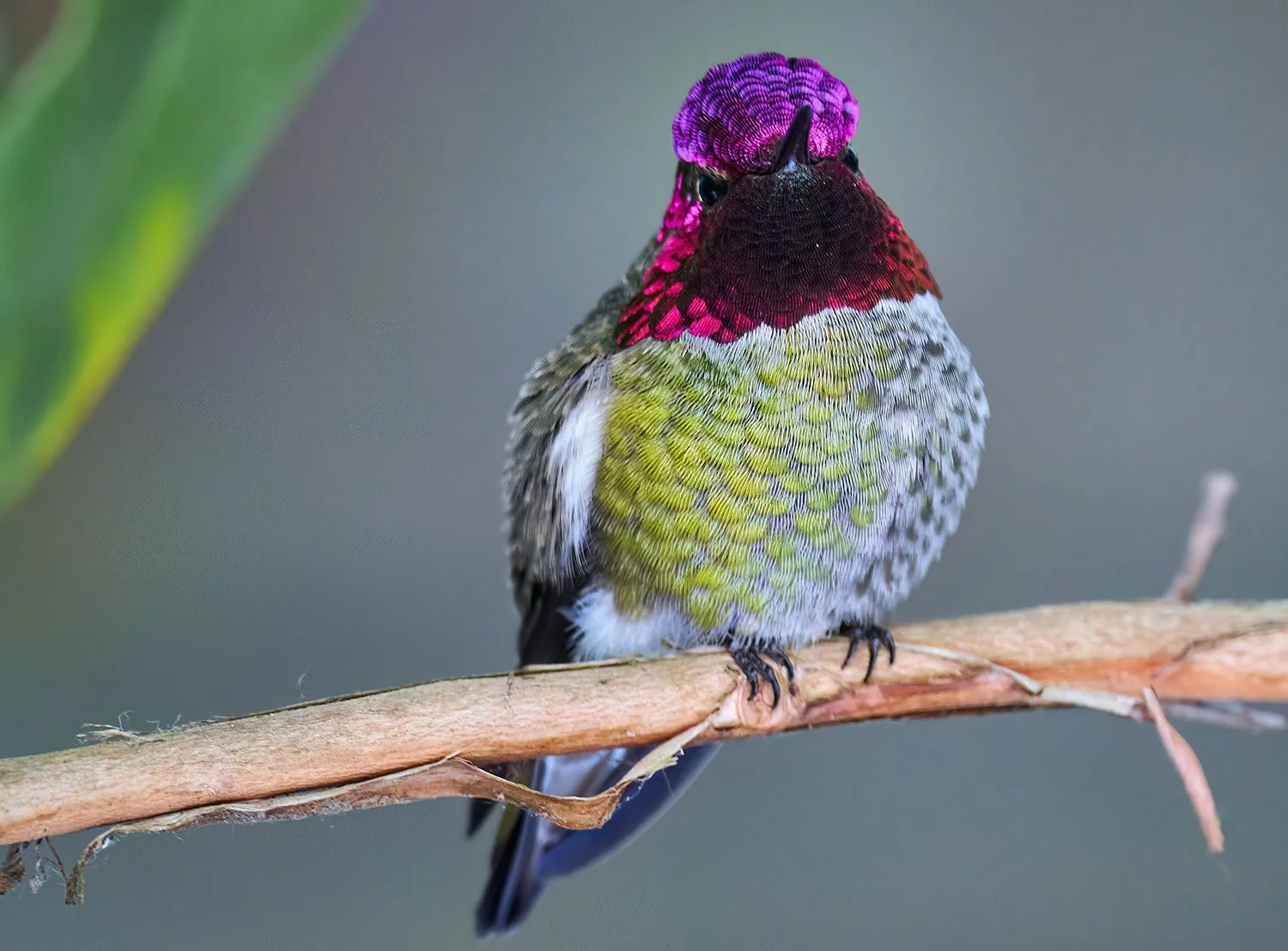 Wintering Songbirds