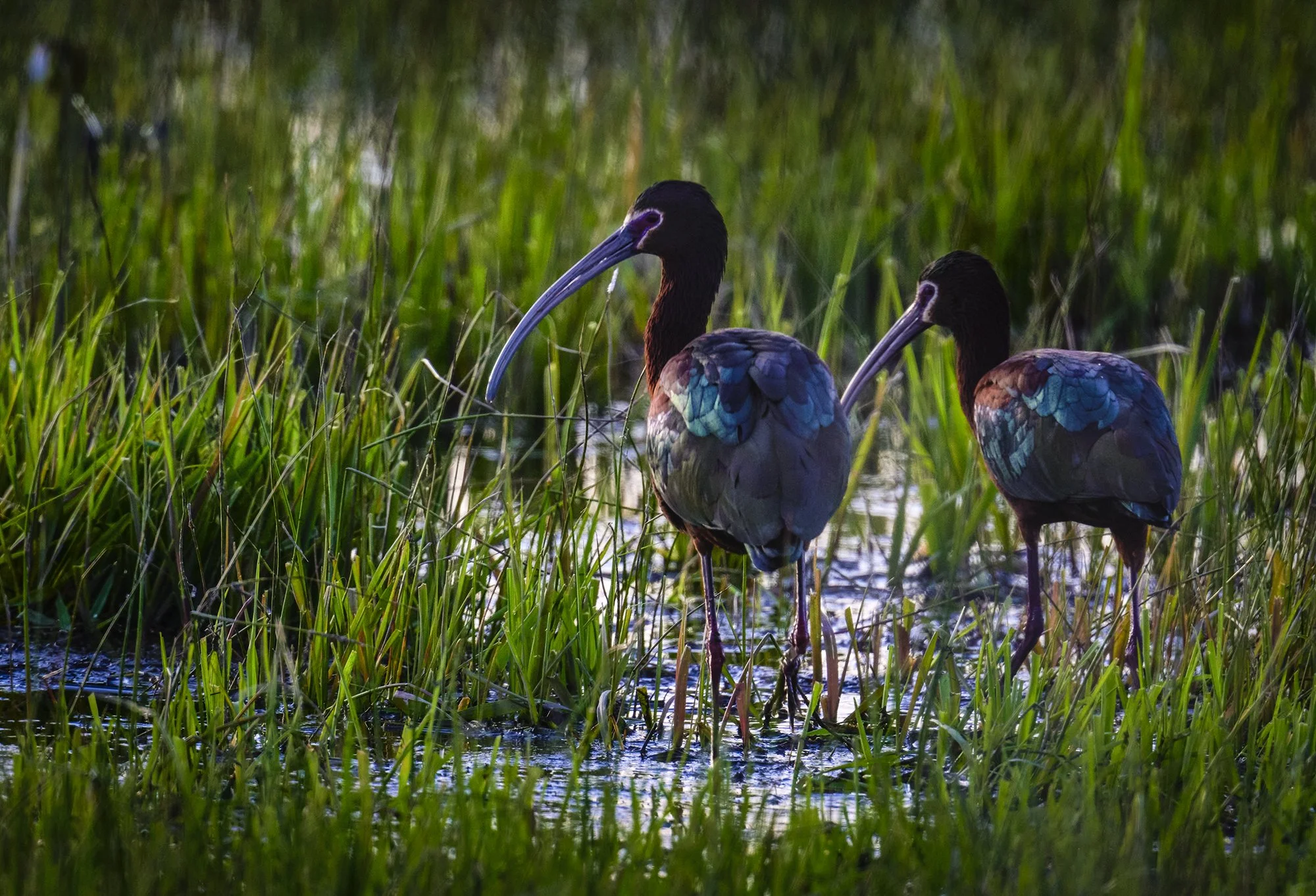 White-faced Ibis pair,  sunset