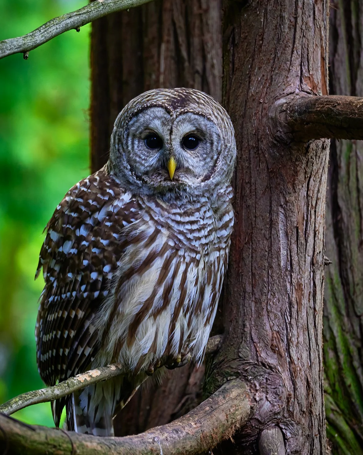 Barred Owl adult.jpg