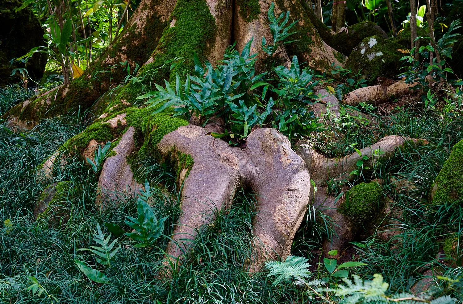 Tree roots and trunk along Waimea Trail