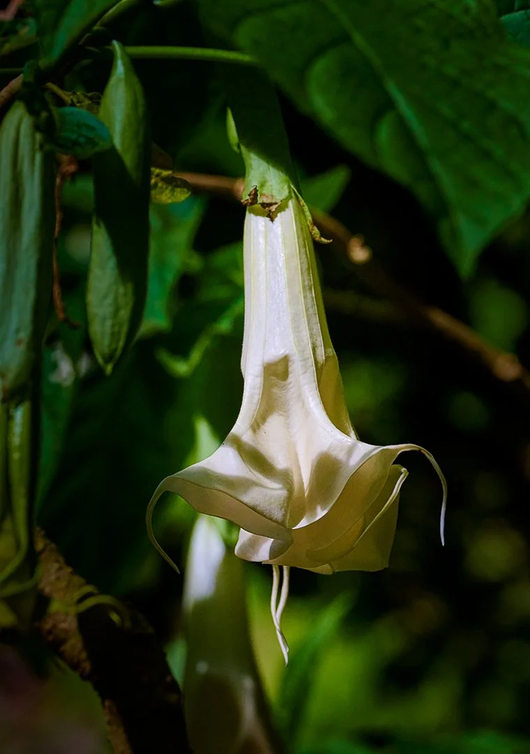 Angel's Trumpet flower, Brugmansia, along trail to Waimea Falls, Oahu
