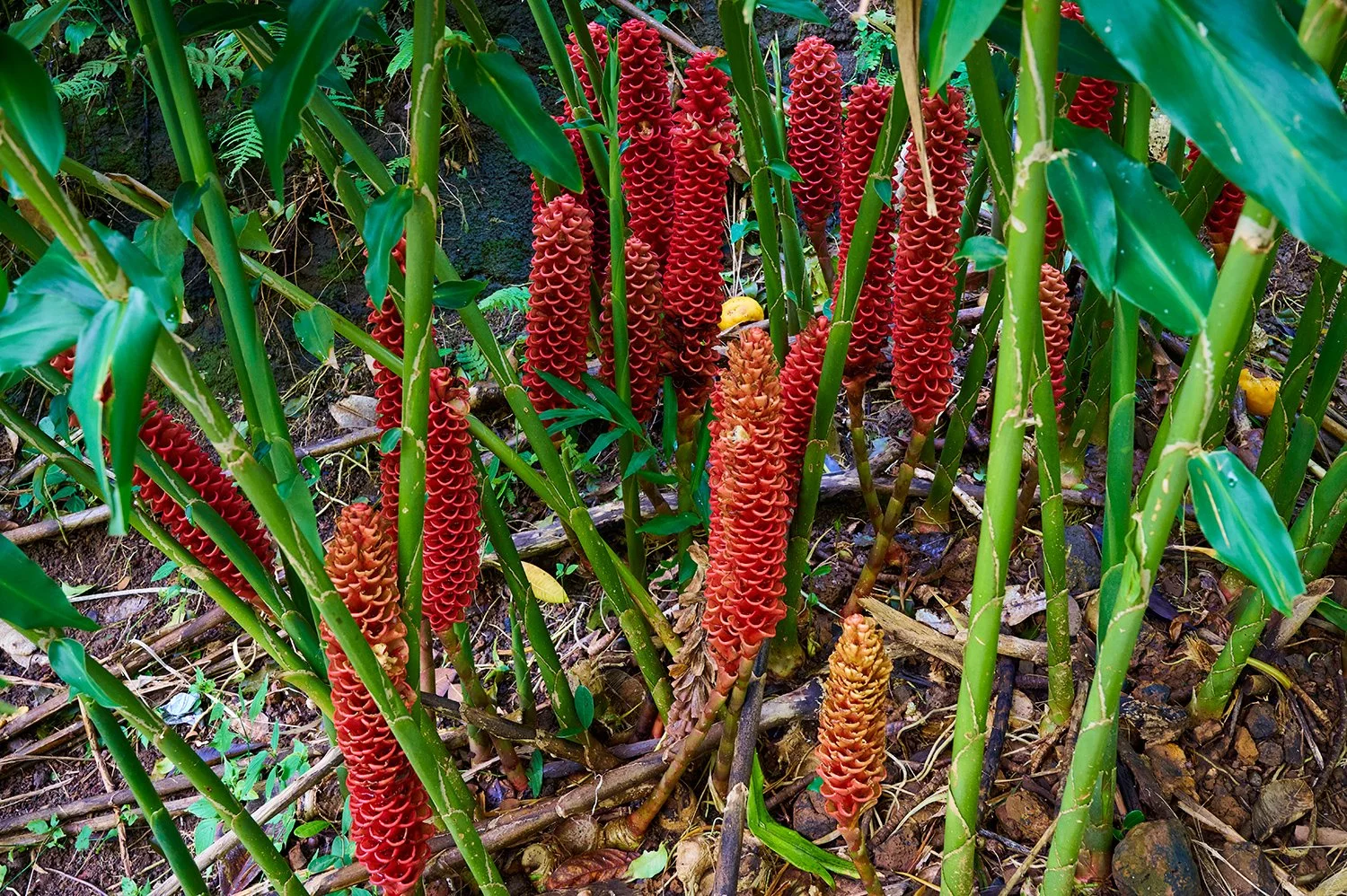 Exotic flowers along Waimea Trail