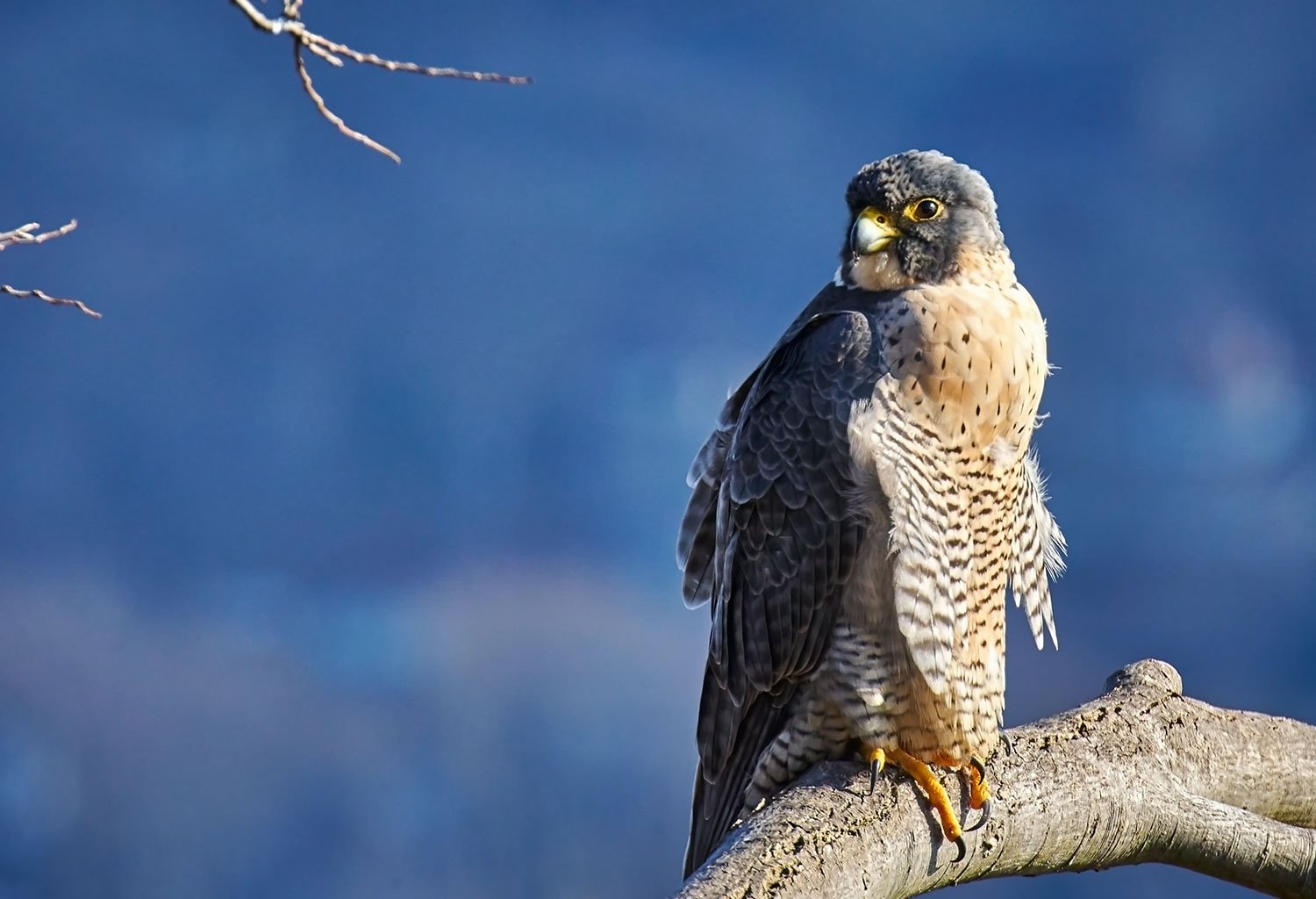 Palisades Raptors along the Hudson River — Duncan Neilson Palisades Raptors along the Hudson River — Duncan Neilson