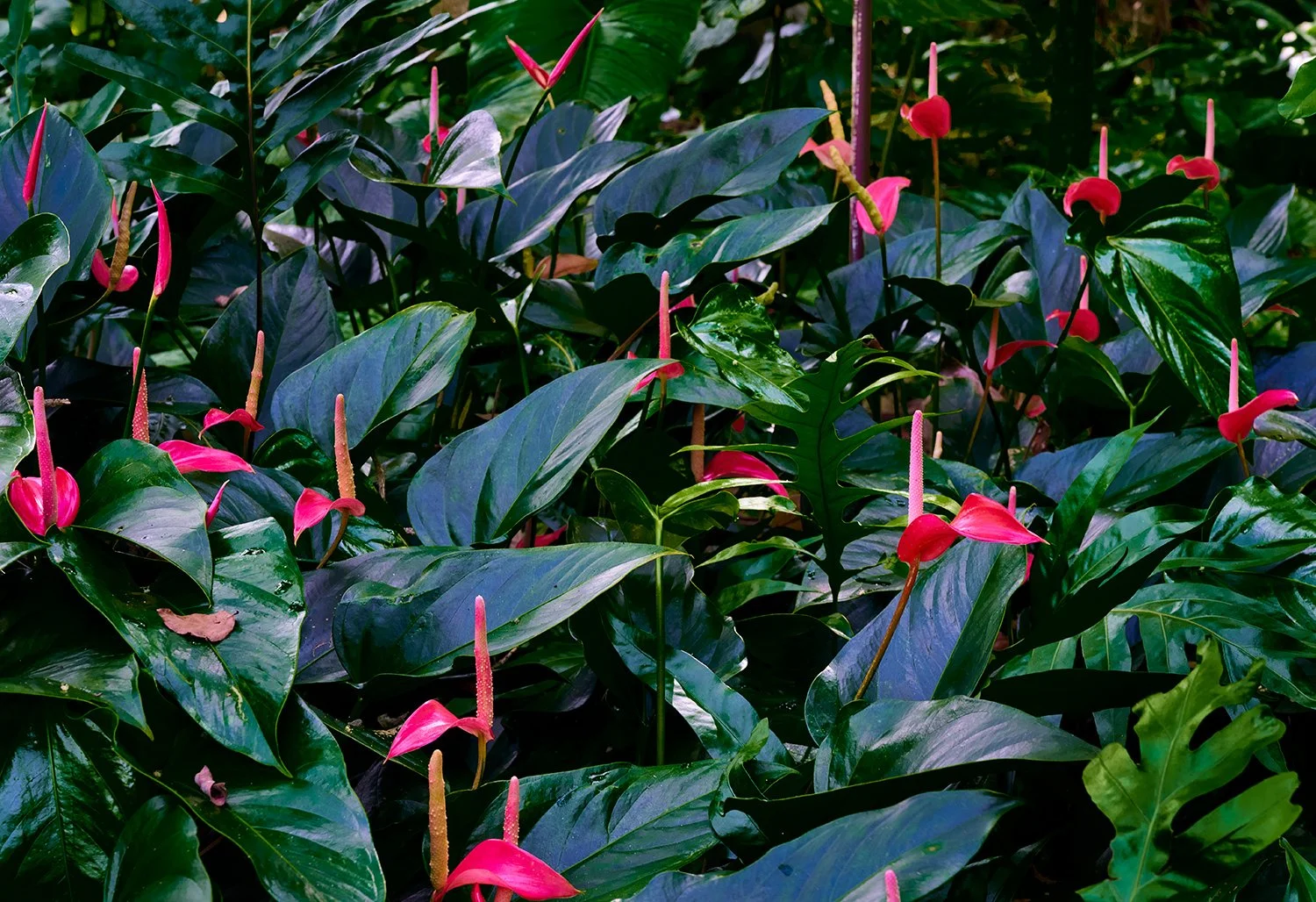 Waimea trail Antherium flowers