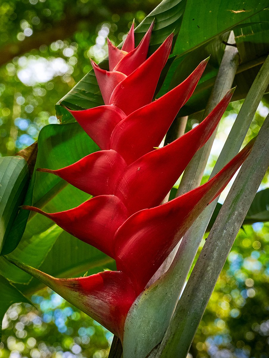 Bright red Heloconia flower along Waimea Trail in Oahu