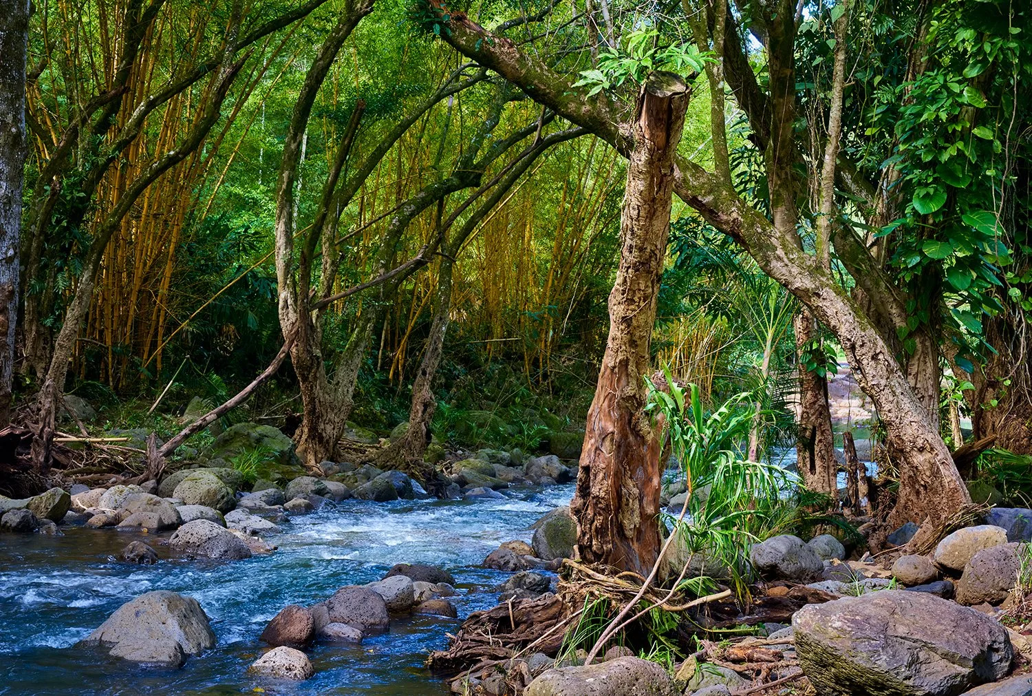 Waimea River and trail in forest
