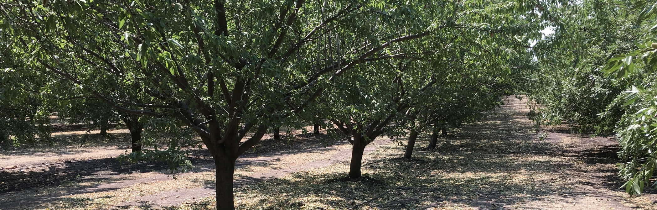 Three Trees Organics Almond Milks