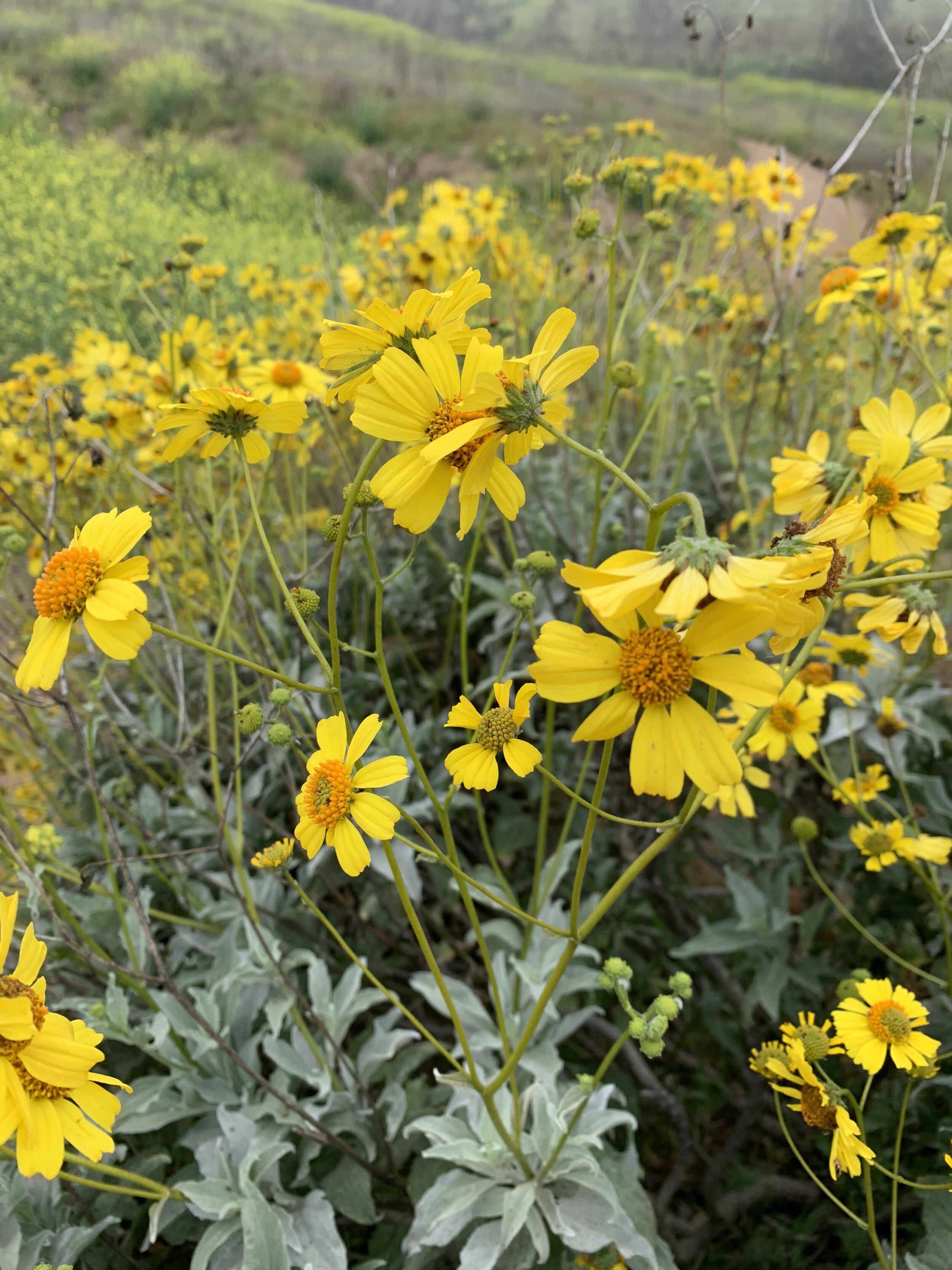 Nature sharing her bright yellow happiness when the sun is hidden by the clouds