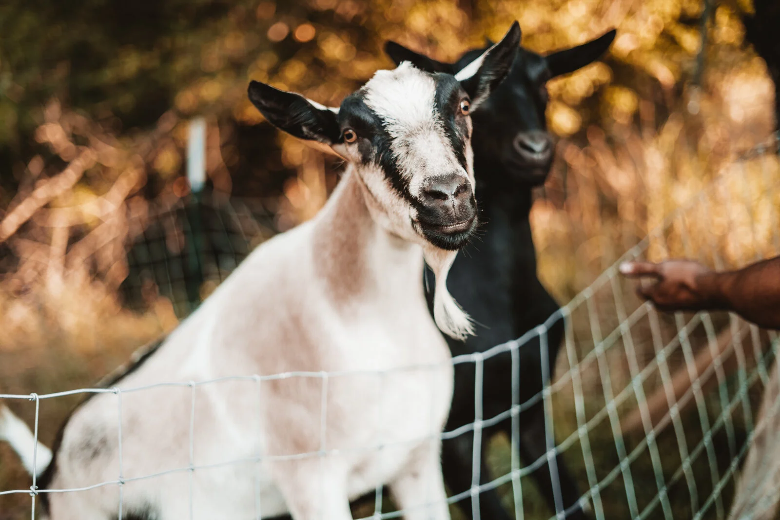 Ranch 8.21.20-02978.jpg