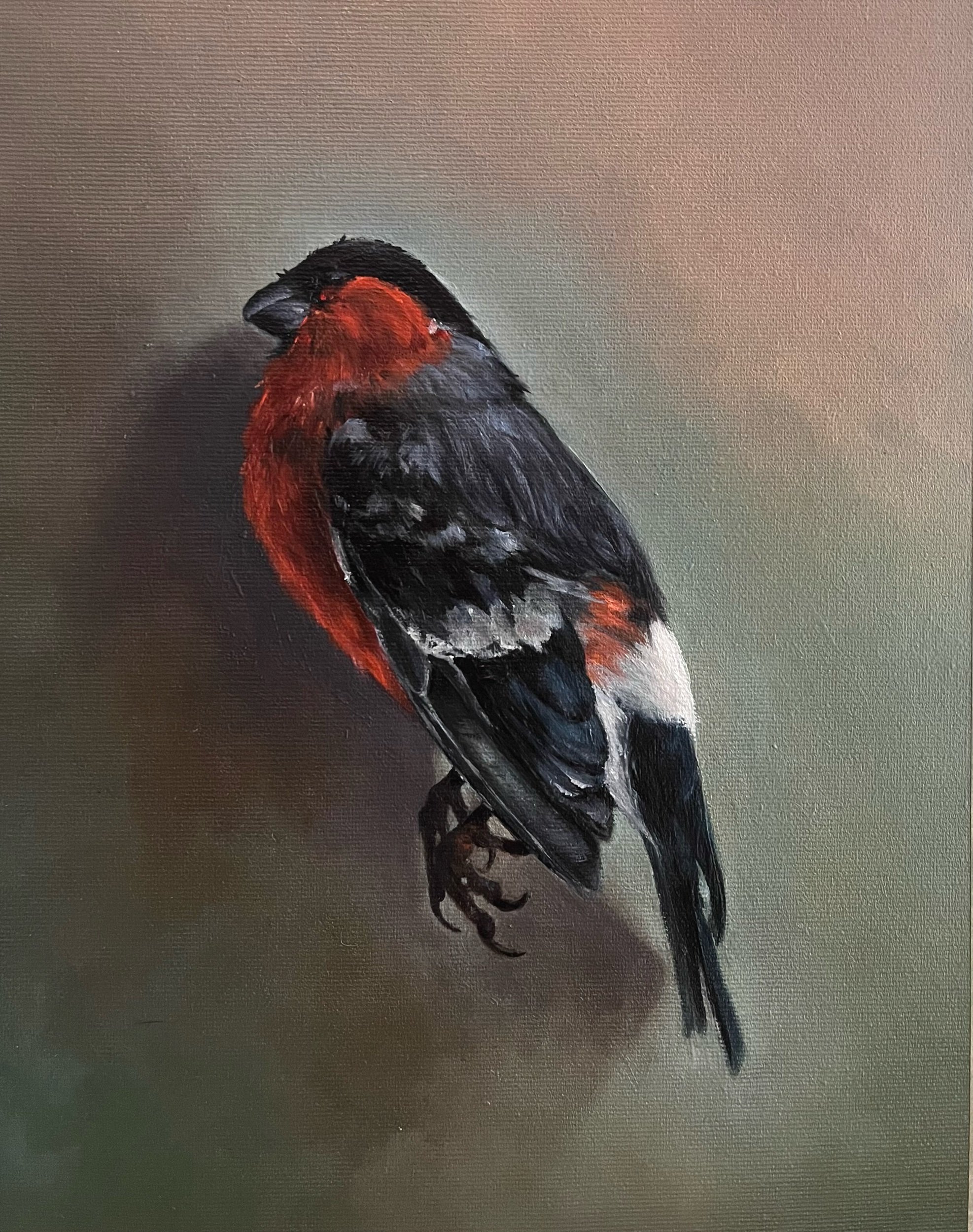 Bull Finch. A Tribute
