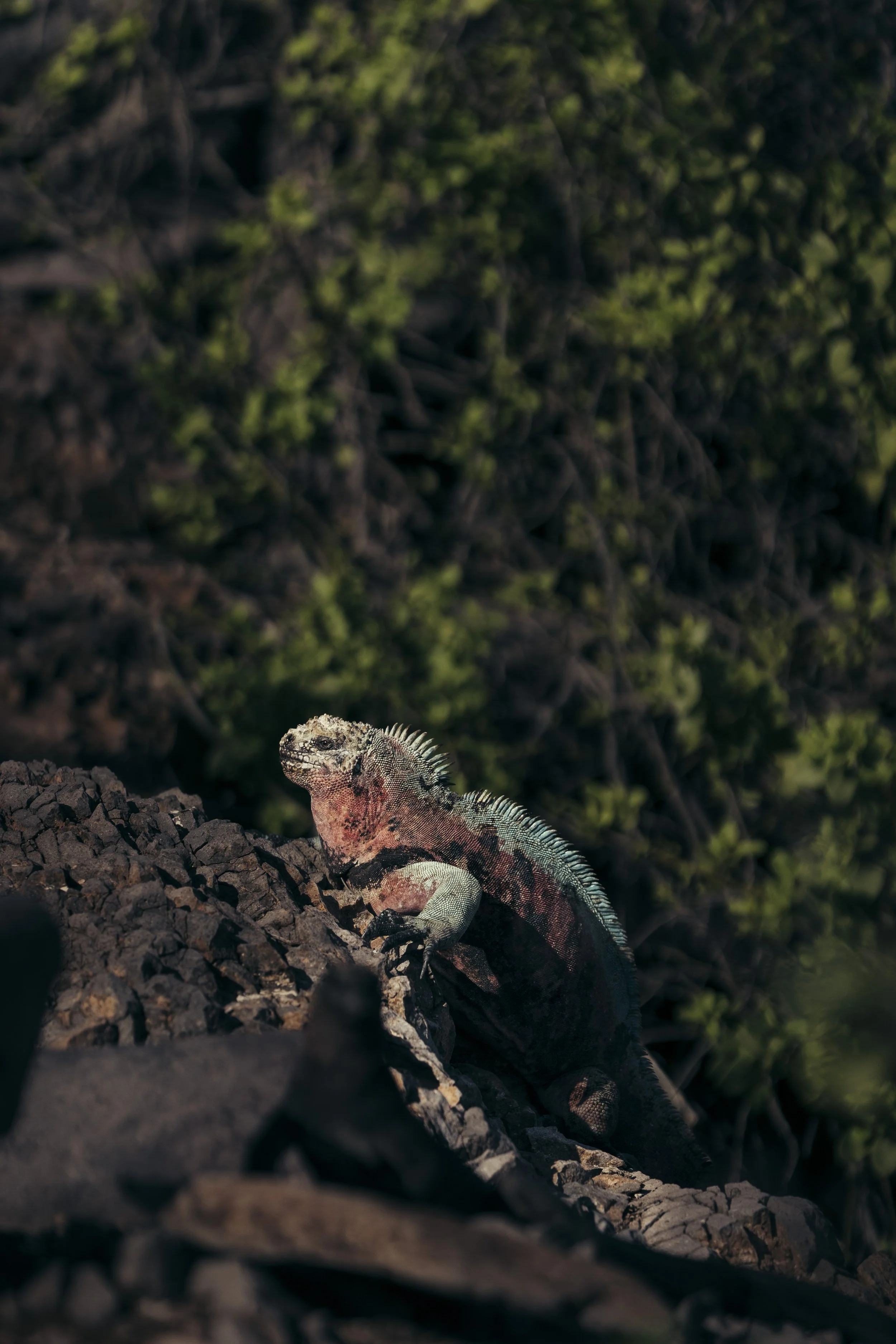 TomAllport_Galapagos_Day4-23.jpg