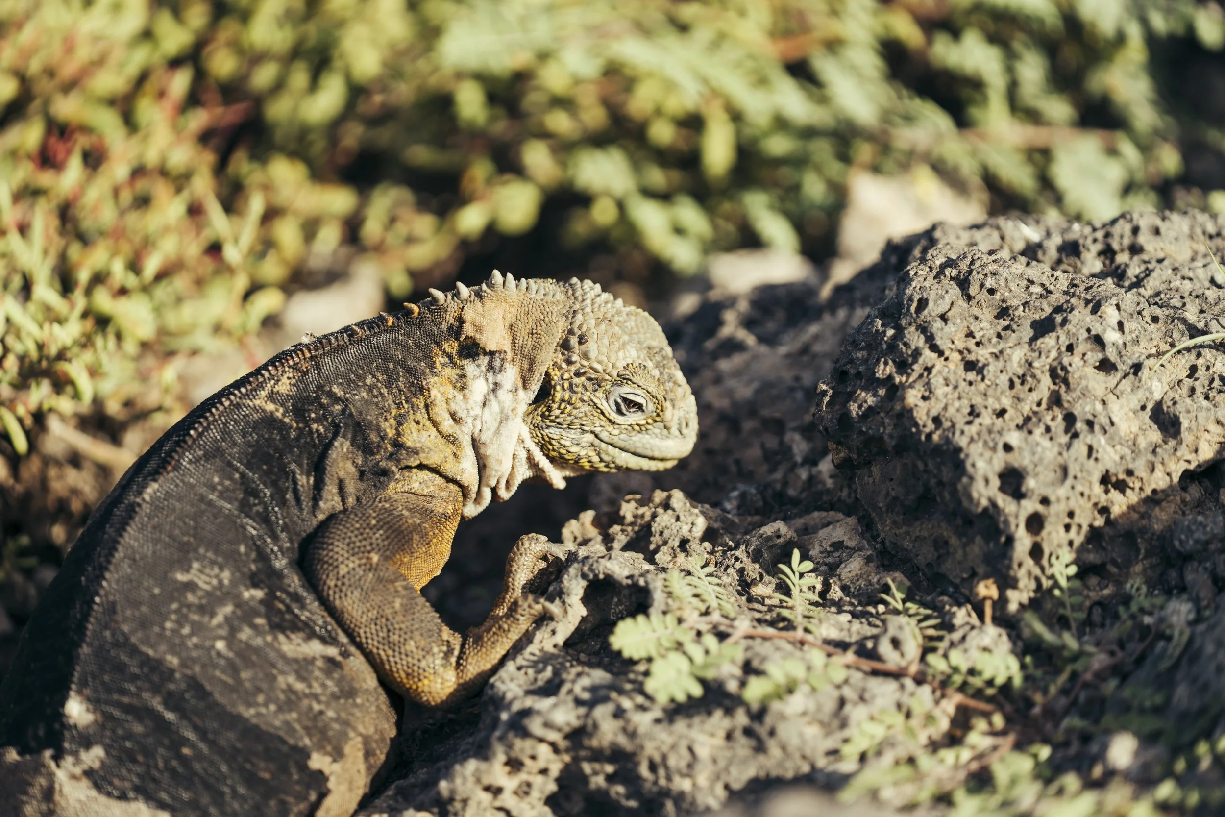 TomAllport_Galapagos_Day1-56.jpg