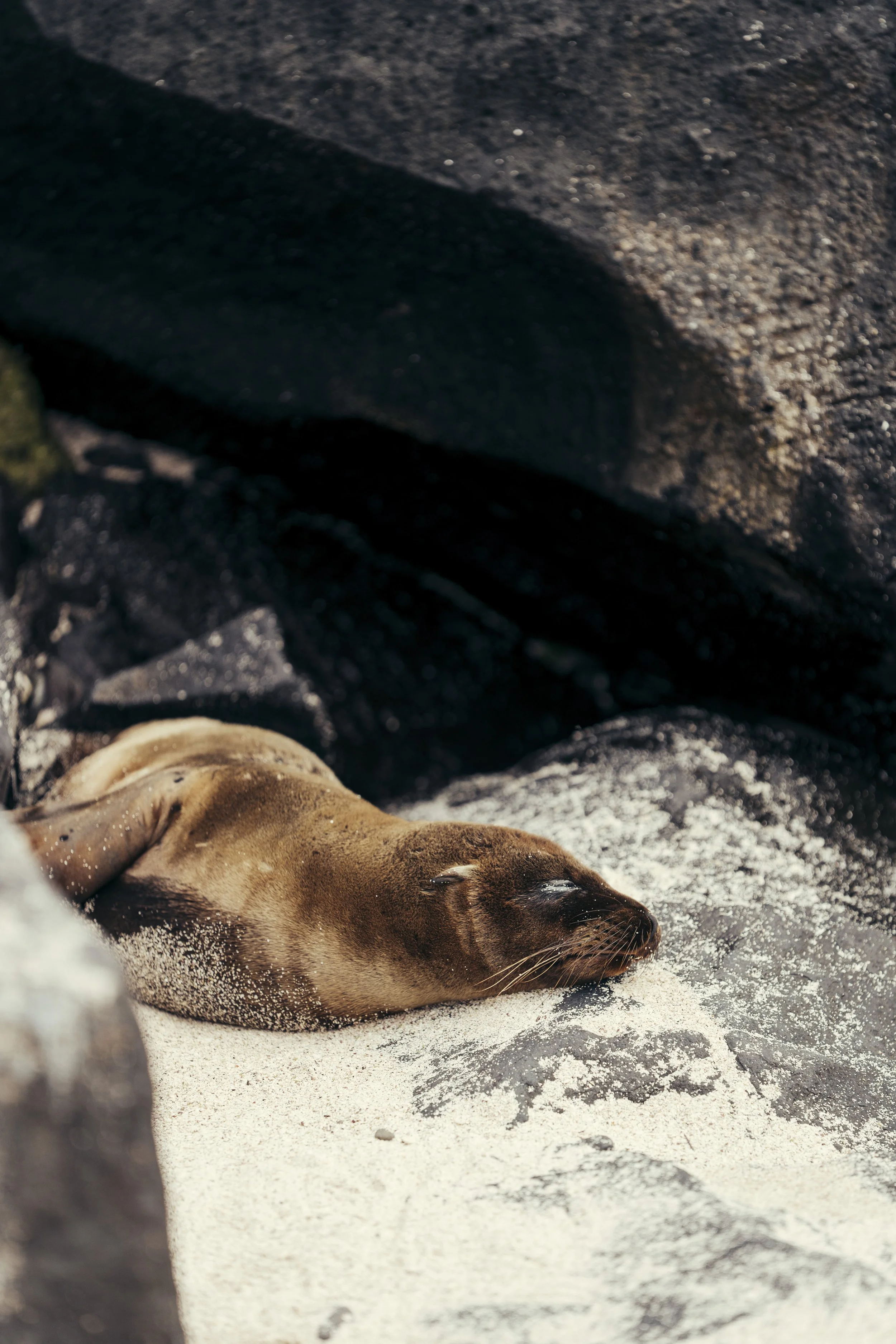 TomAllport_Galapagos_Day4-71.jpg