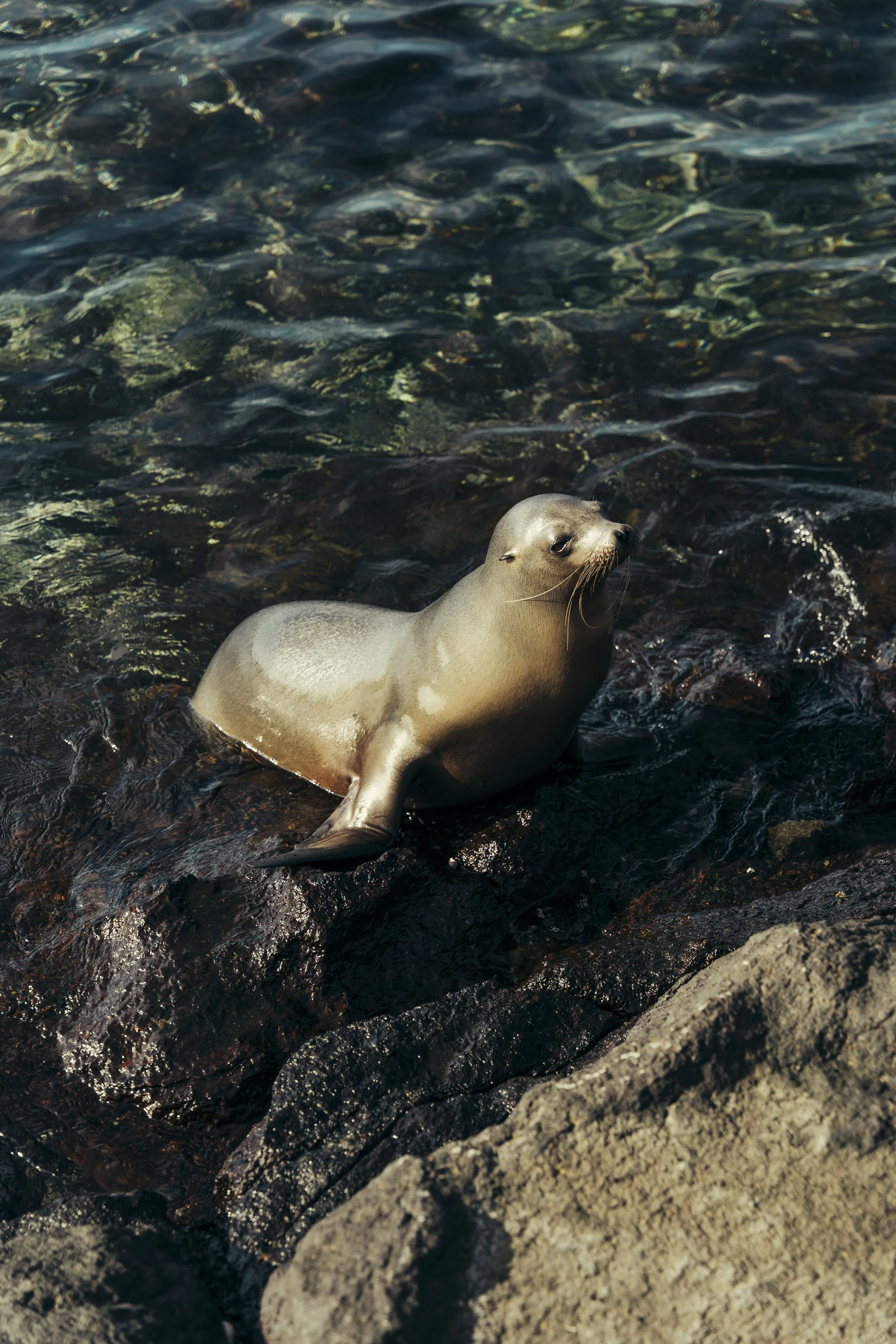 TomAllport_Galapagos_Day1-34.jpg