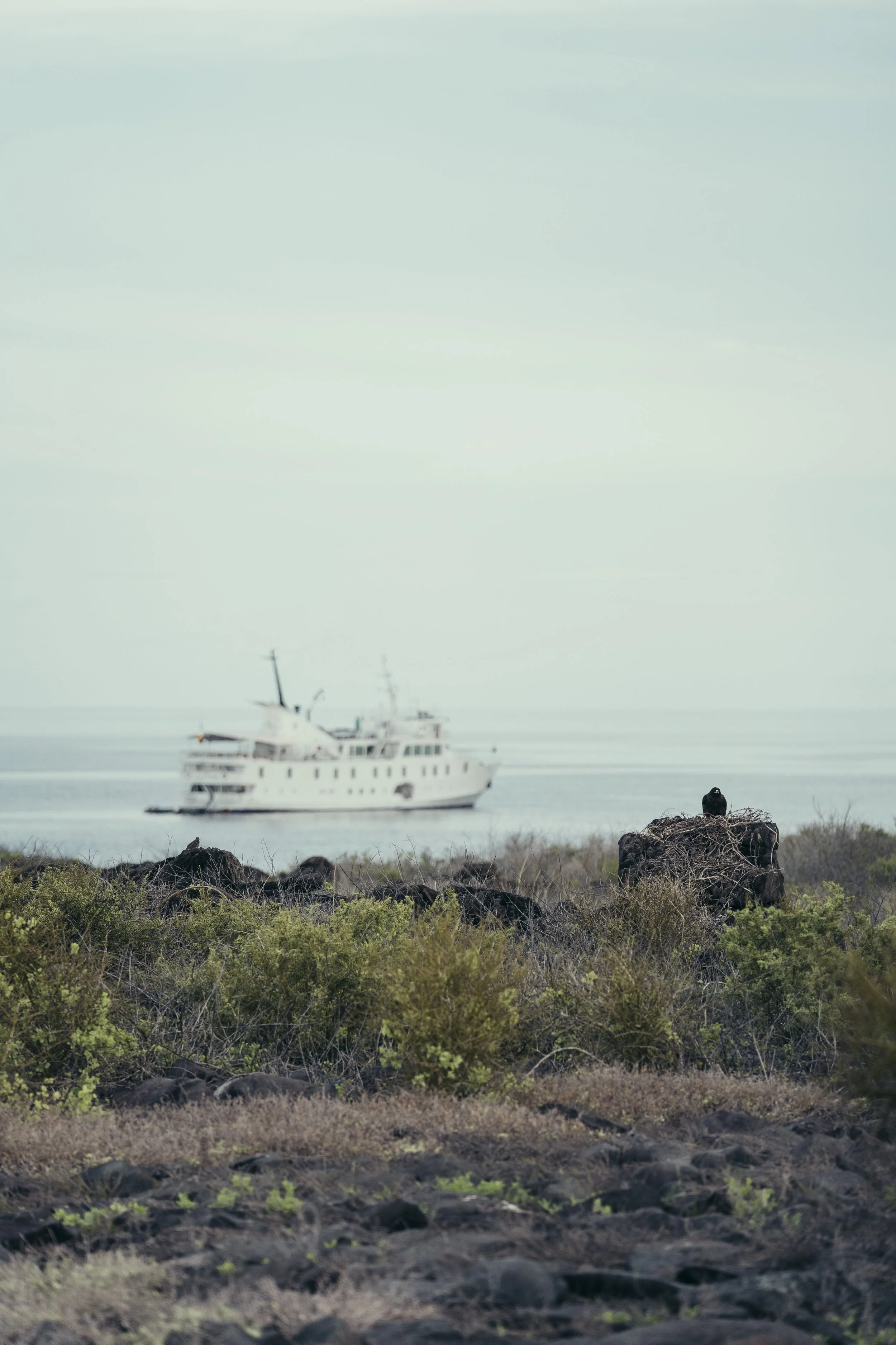 TomAllport_Galapagos_Day4-43.jpg