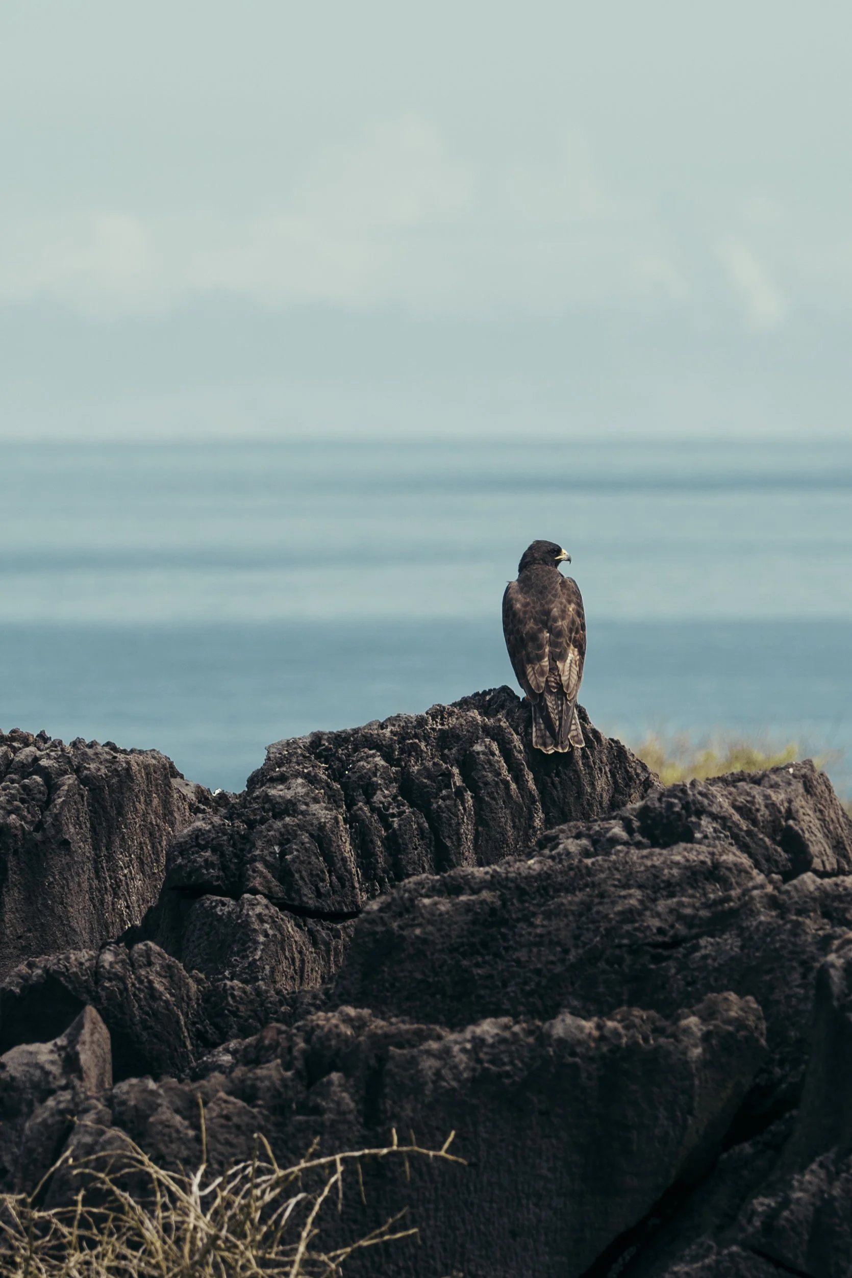 TomAllport_Galapagos_Day4-55.jpg