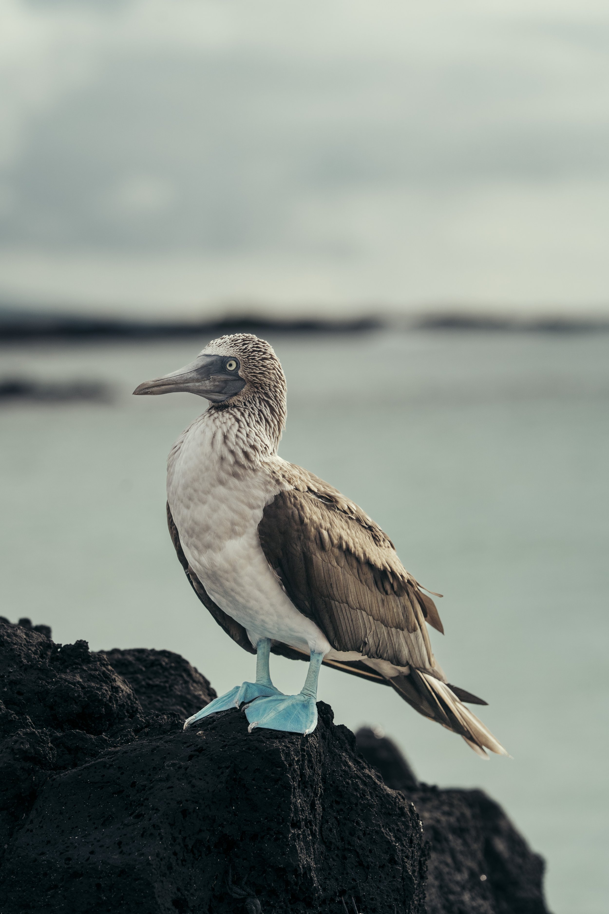 TomAllport_Galapagos_Day3-102.jpg